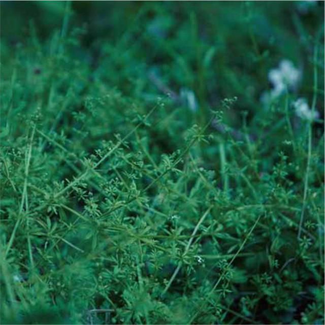 chouchou merged syrups. Store: Official Merch & Vinyl