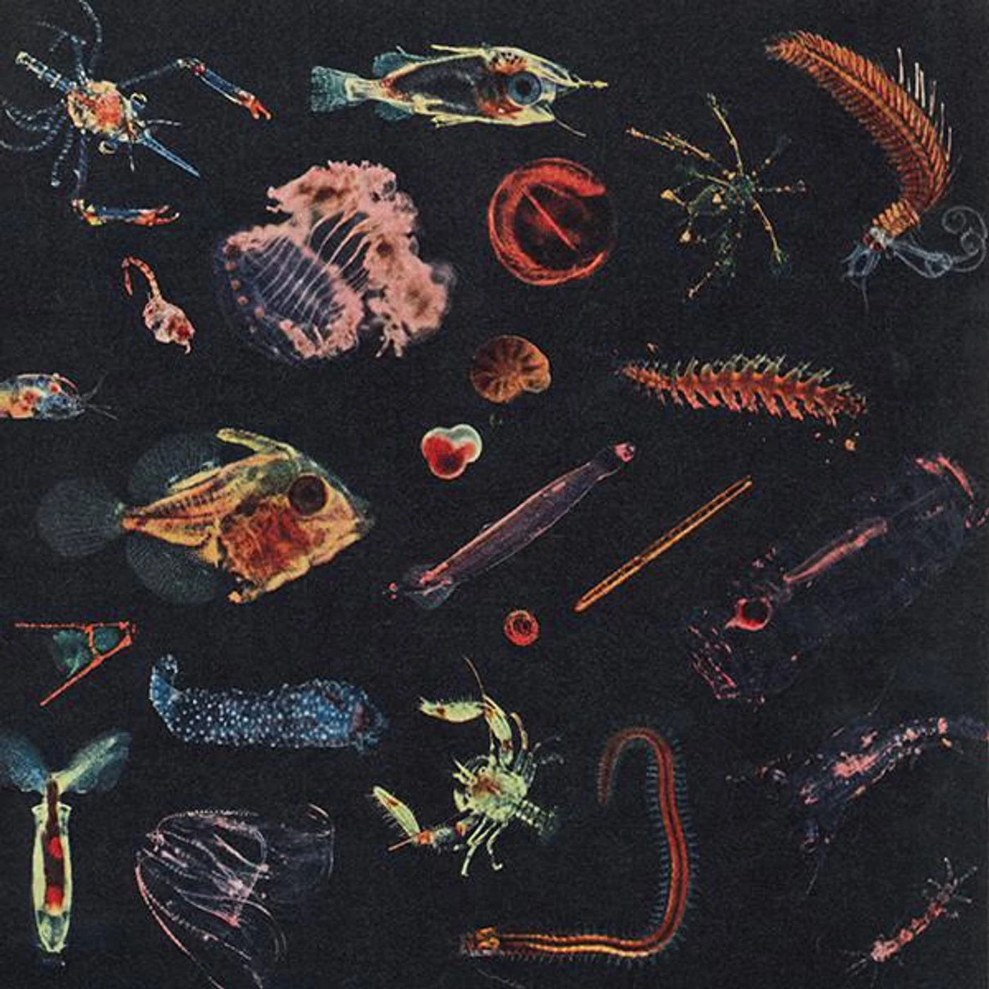 Alessandro Fiori PLANCTON CD