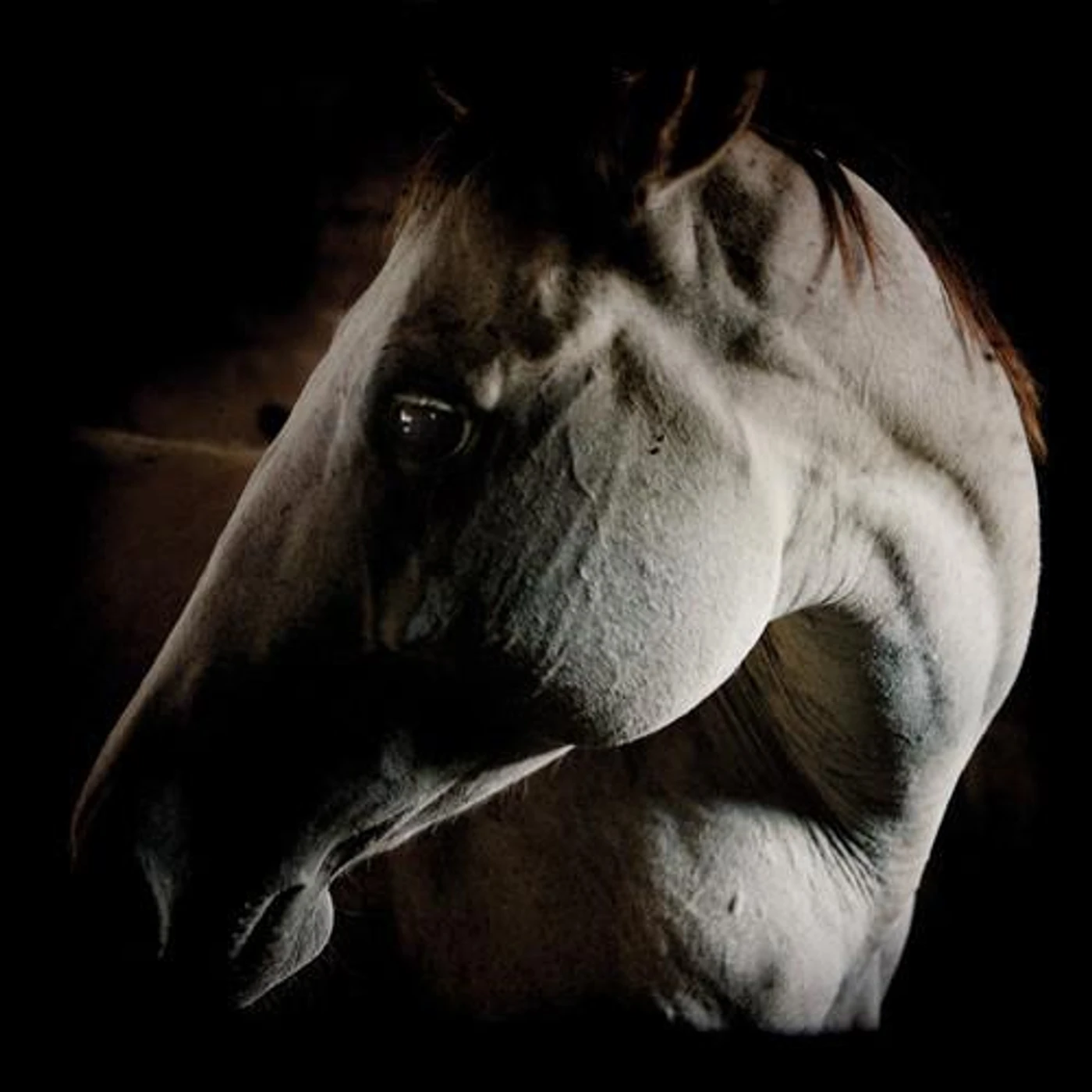 Brother Dege HOW TO KILL A HORSE CD