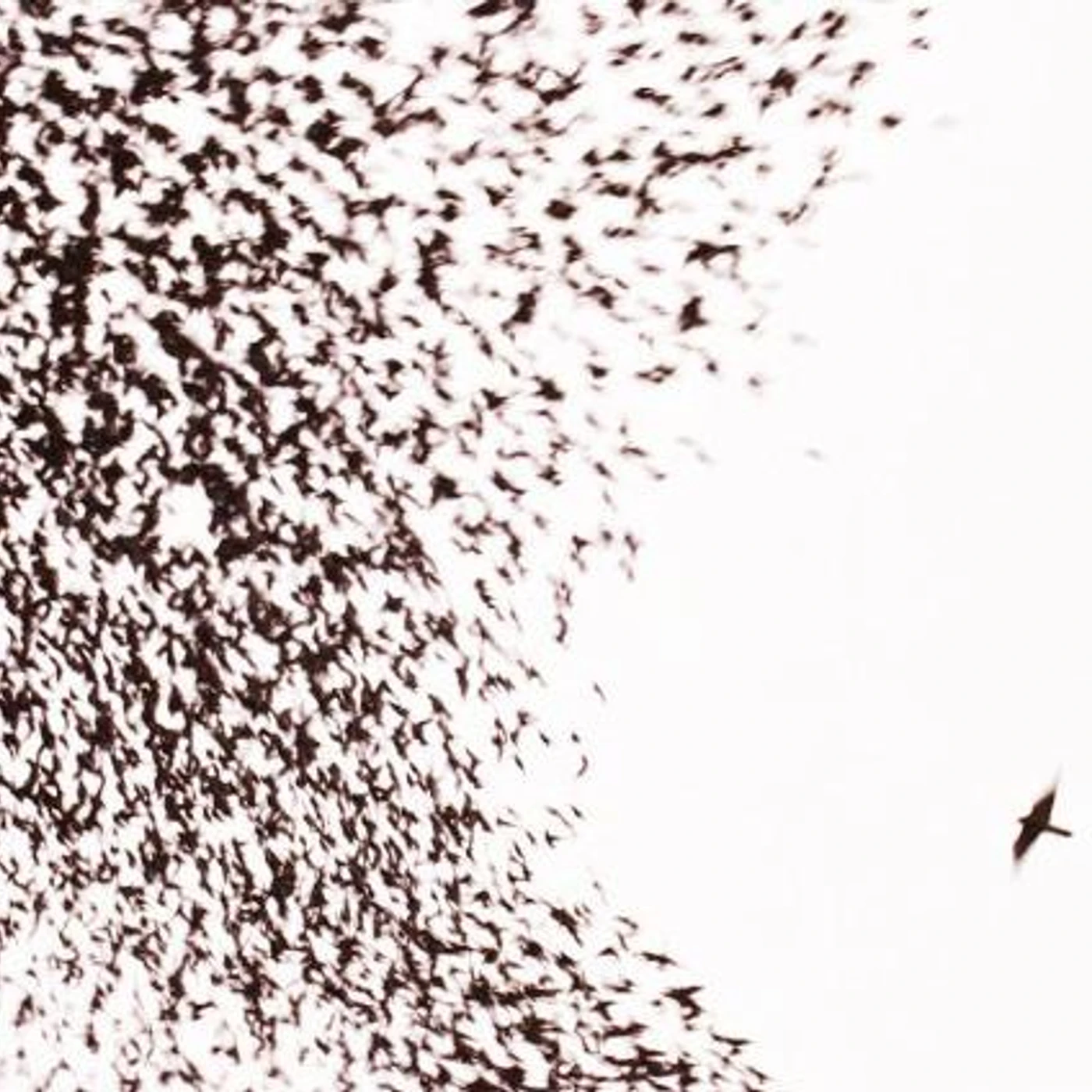 Wilco SKY BLUE SKY CD