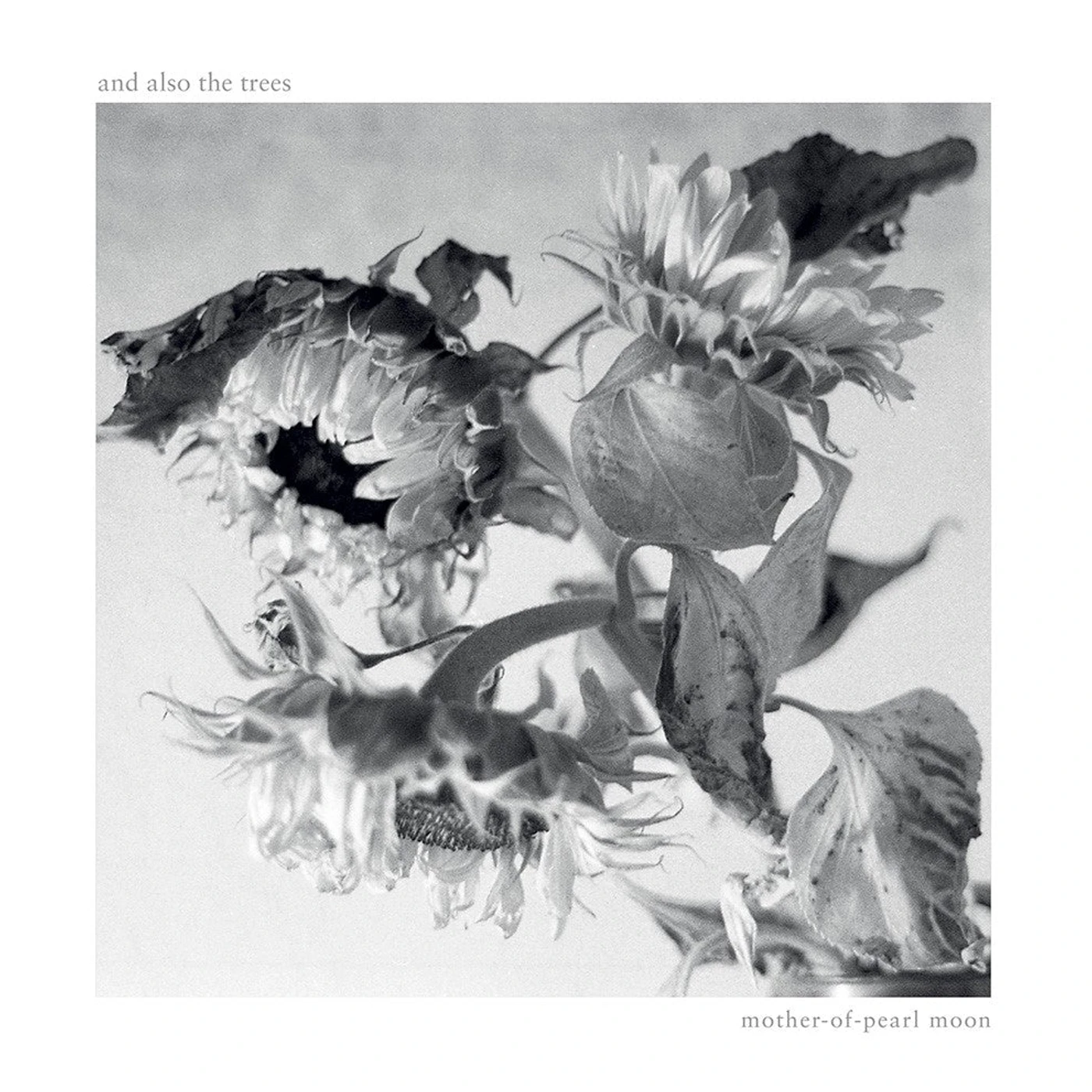 And Also The Trees 'Mother-of-Pearl Moon' Vinyl Record