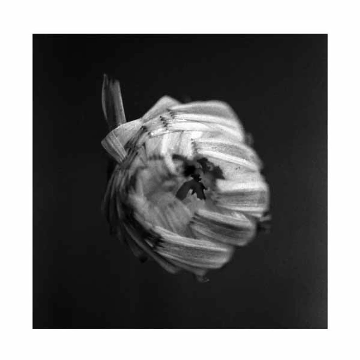 A Swarm Of The Sun LP - An Empire (Vinyl)