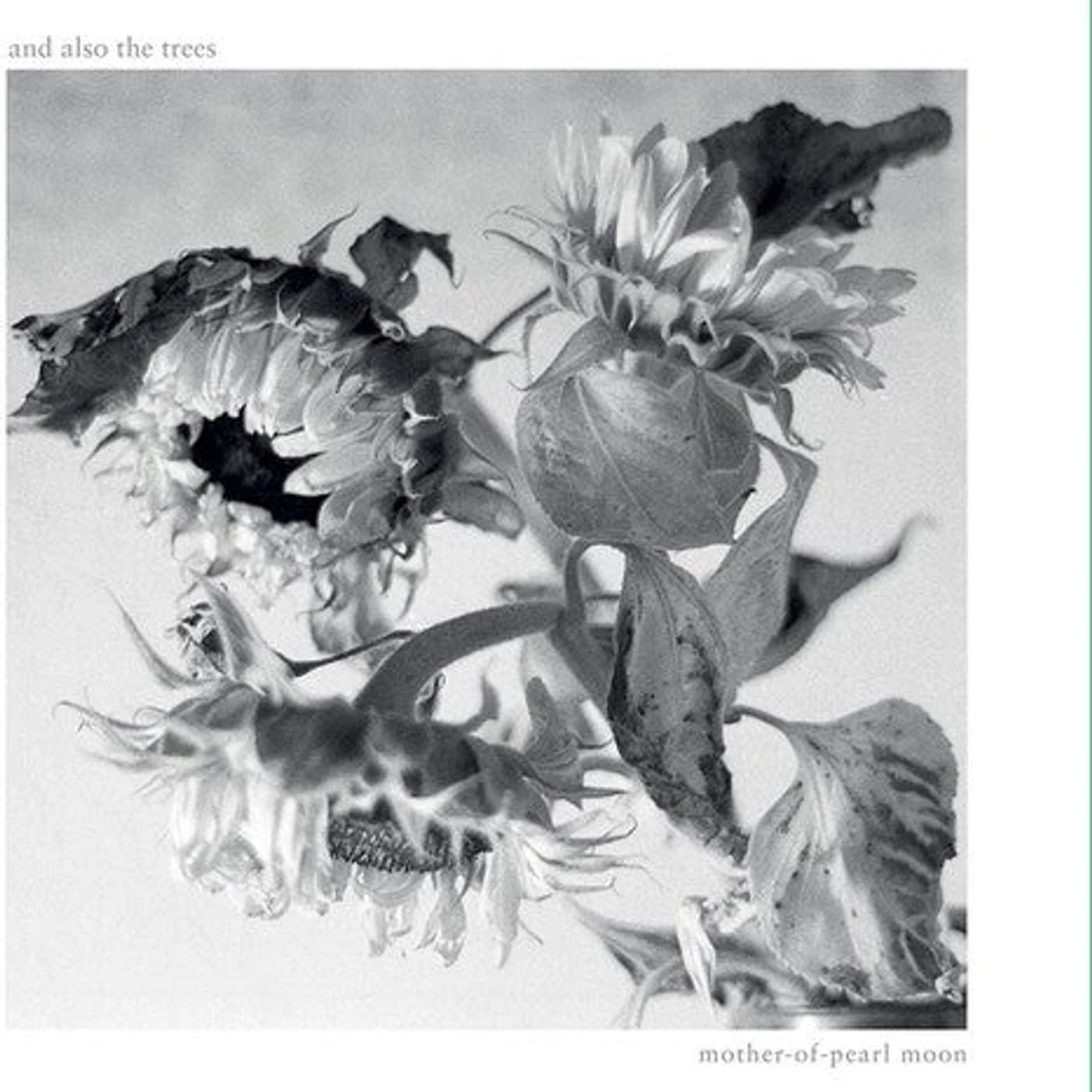 And Also The Trees LP Vinyl - Mother-Of-Pearl Moon (Uk)