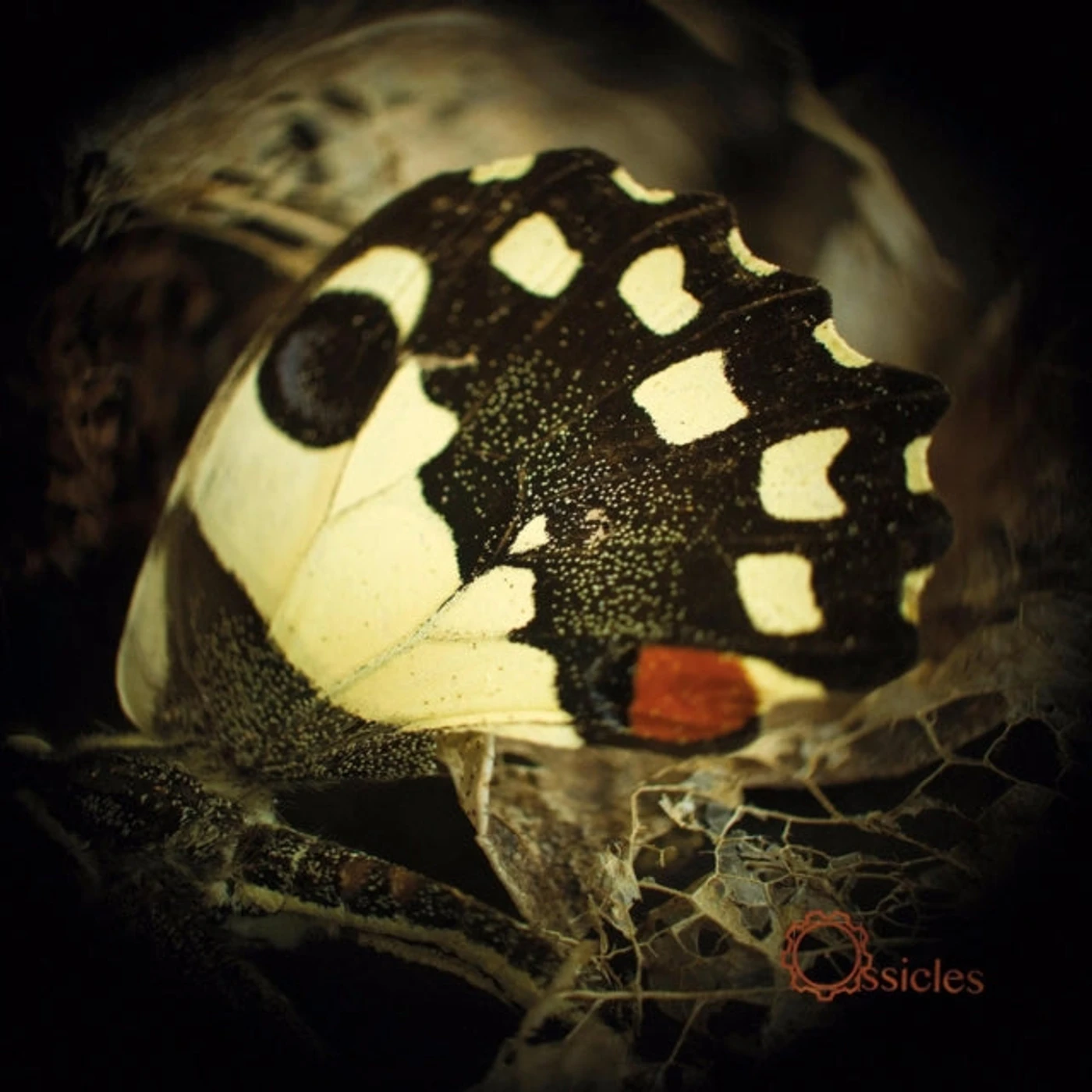 Ossicles CD - Music For Wastelands