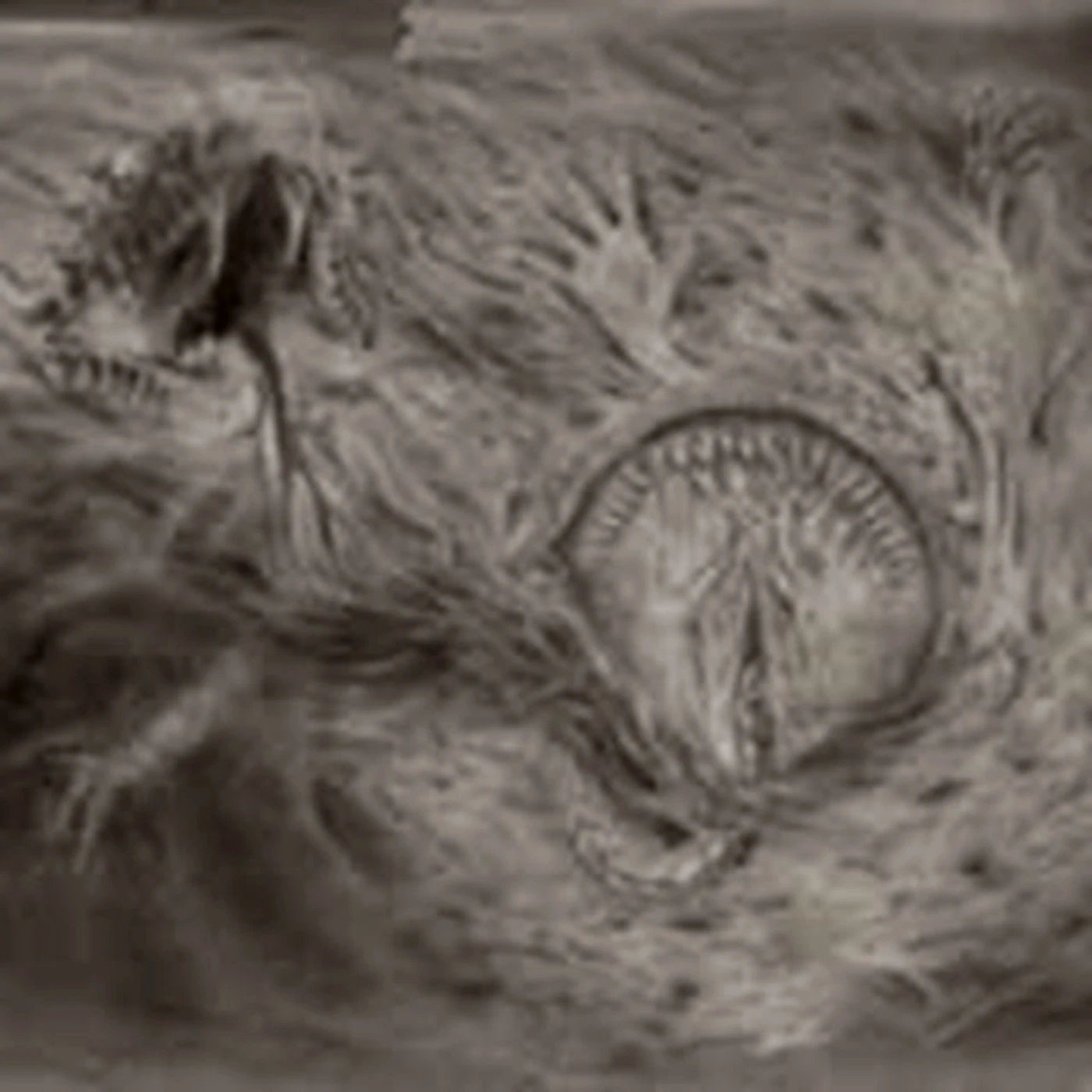 Nidsang CD - Into The Womb Of Dissolving Flames