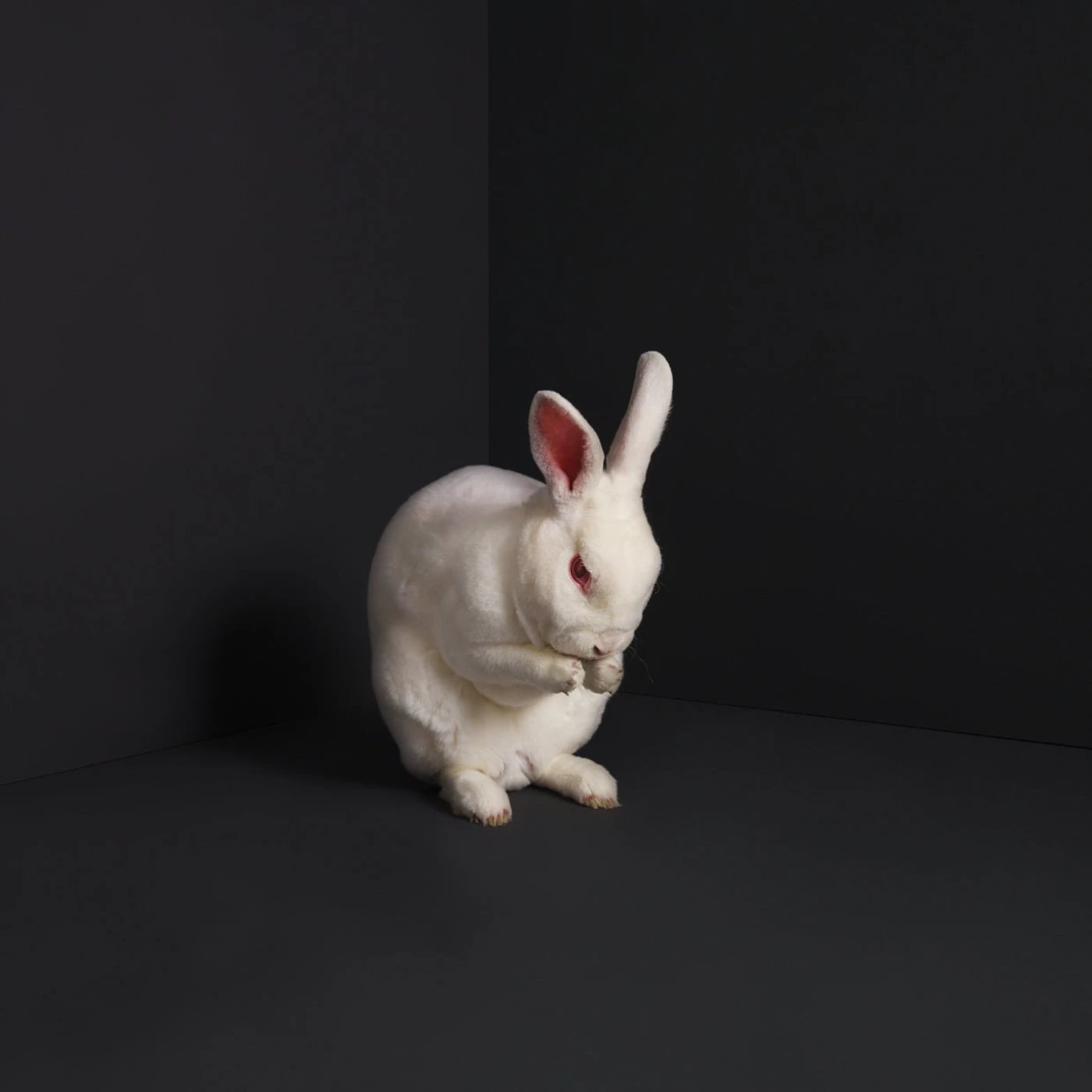 Brume LP - Rabbits (Vinyl)