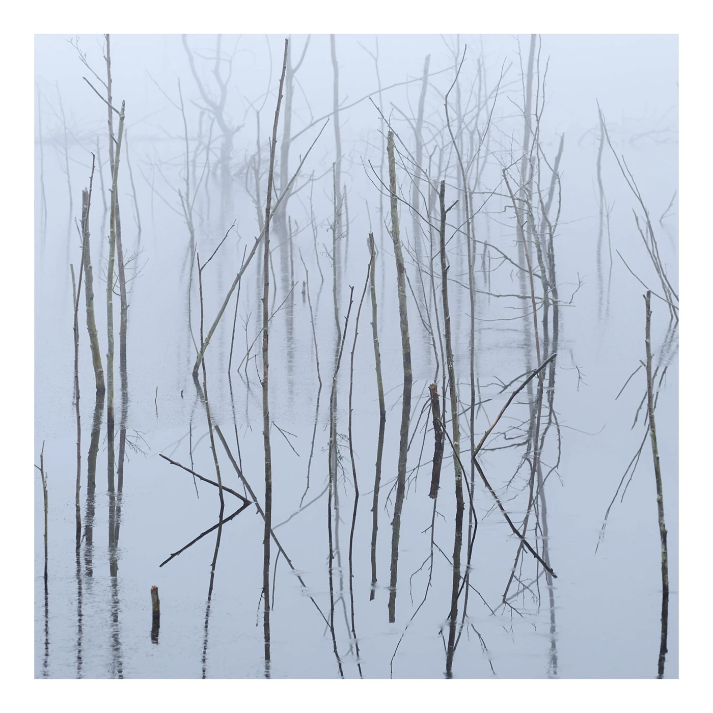 Olhava FROZEN BLOOM CD