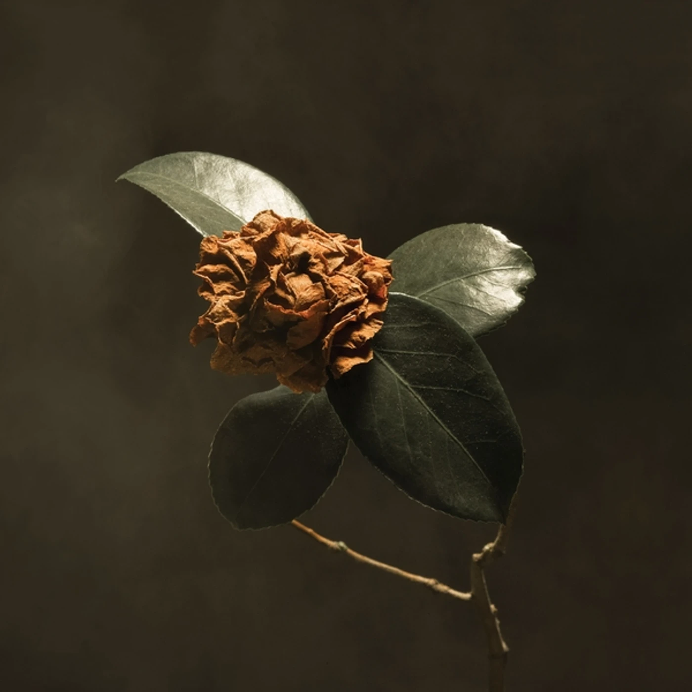 St. Paul & The Broken Bones Young Sick Camellia CD
