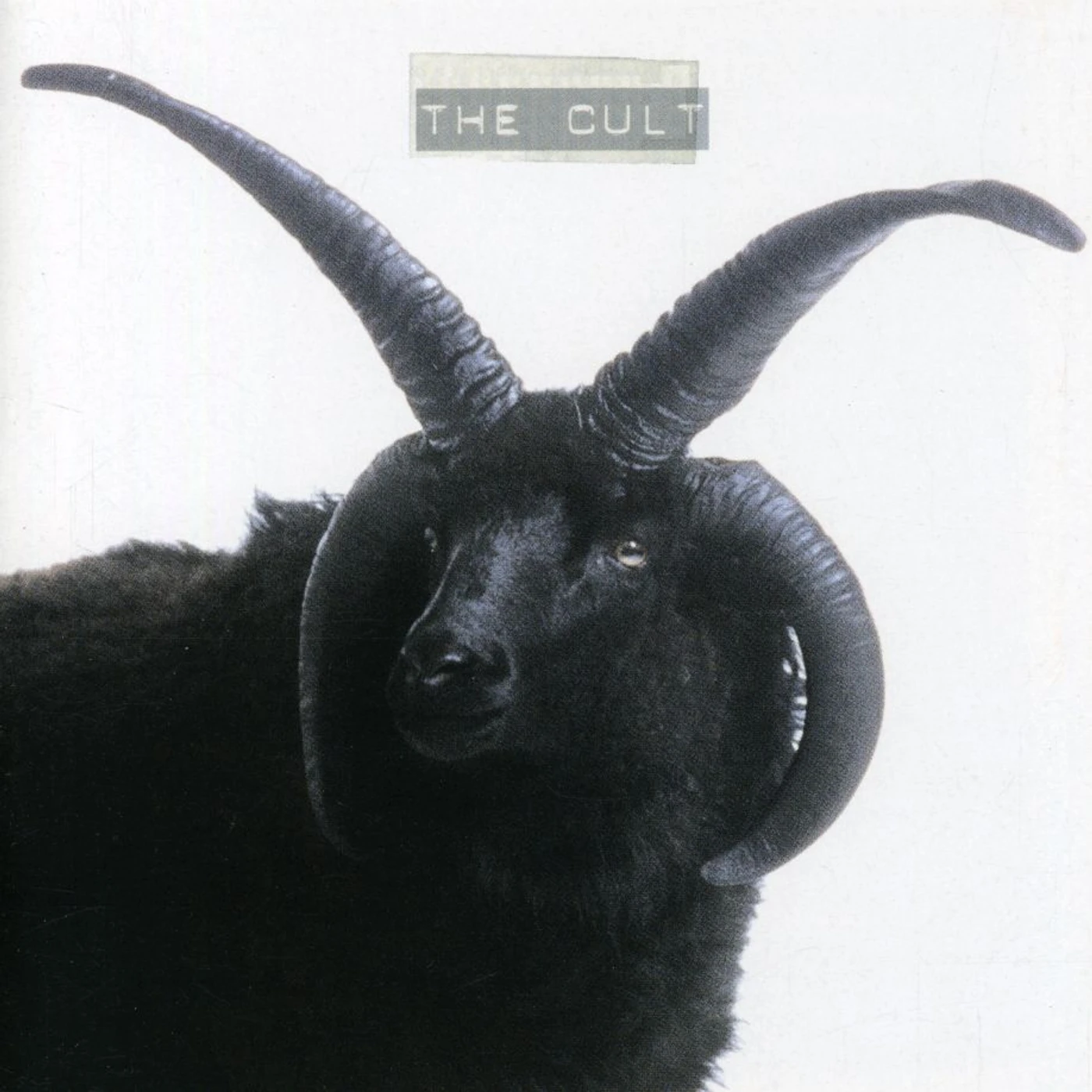 CULT CD