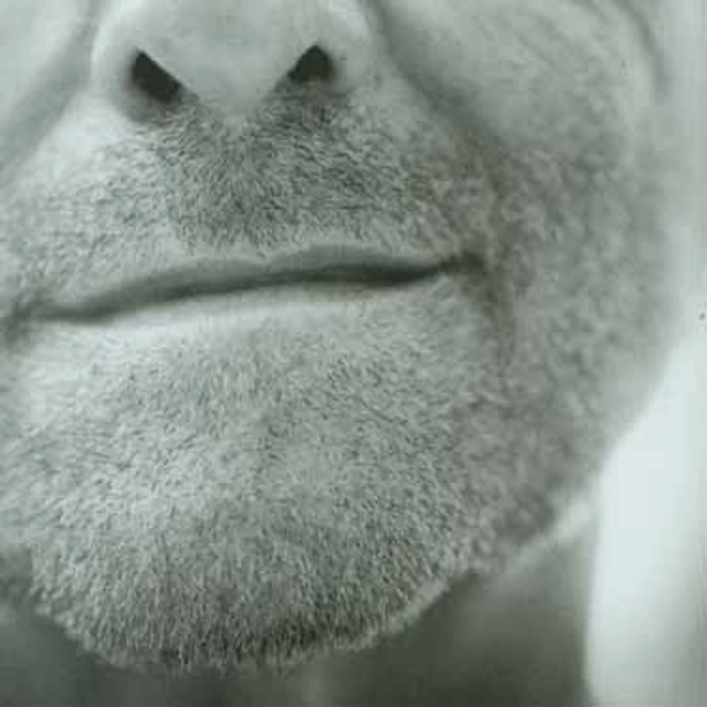 Lucio Dalla LUCIO 2003 CD
