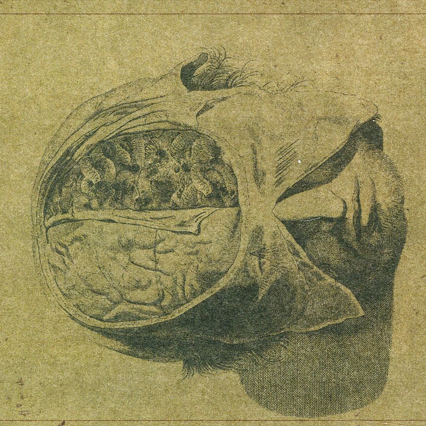 Farsot INSECTS CD