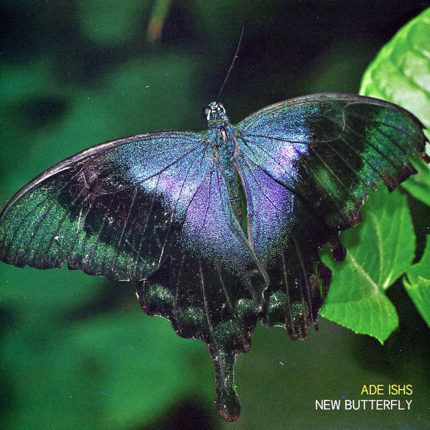 ade ishs NEW BUTTERFLY CD