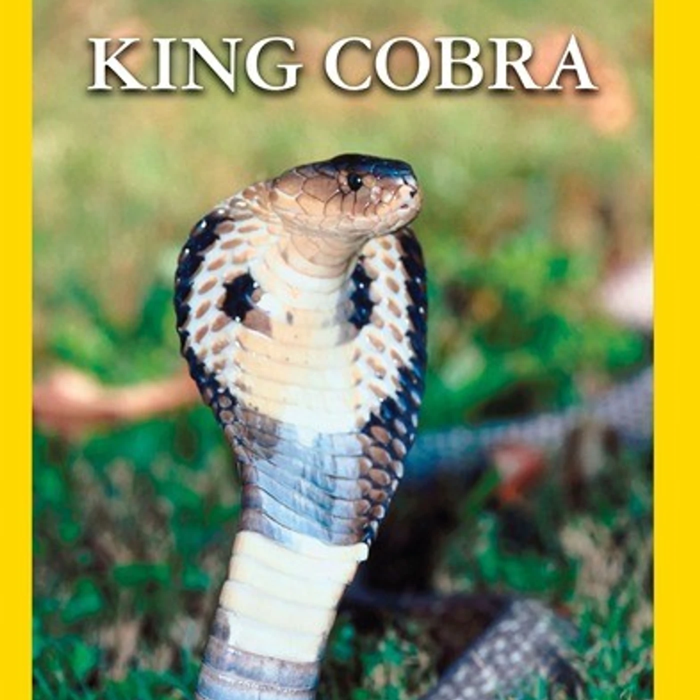KING COBRA DVD