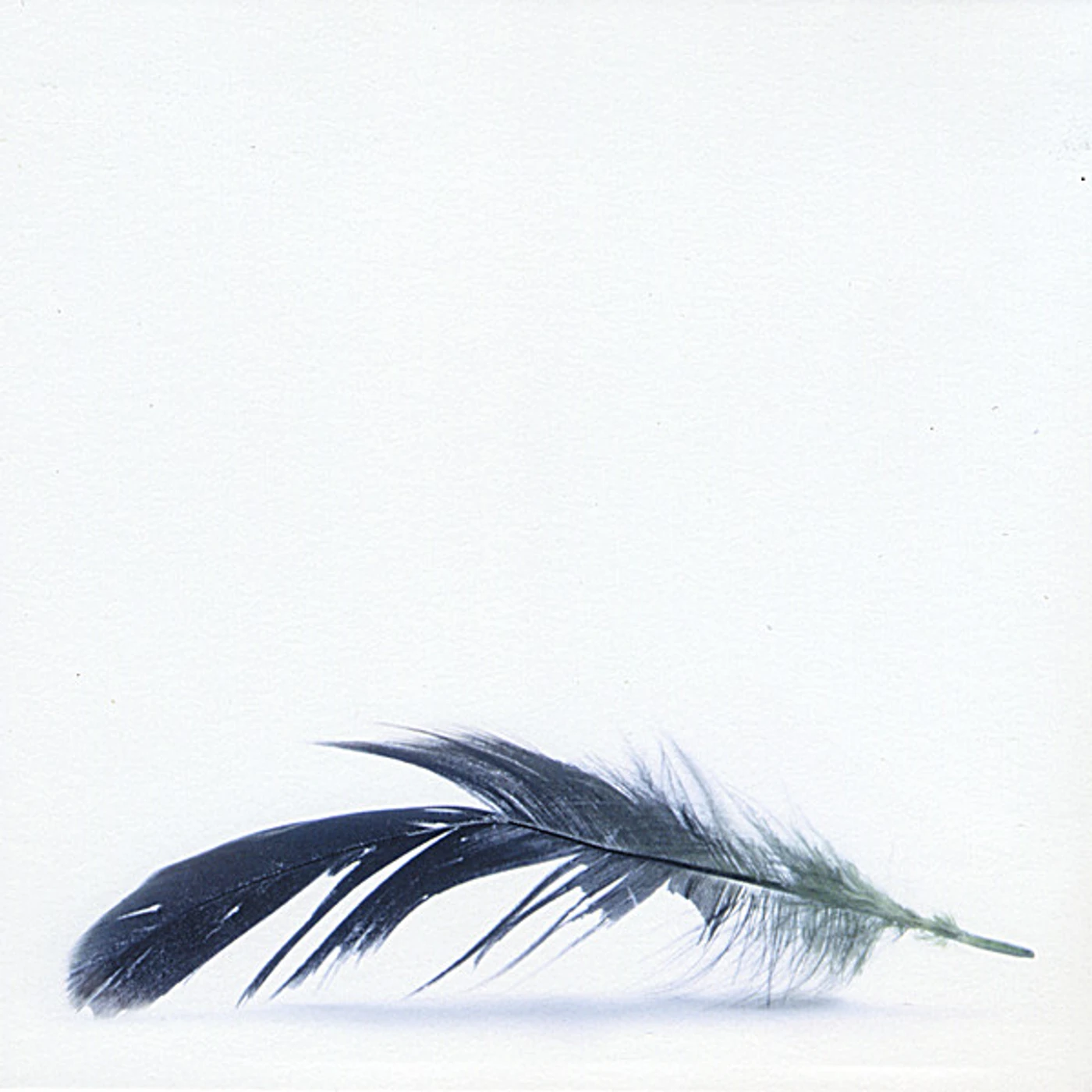 Jonny Rodgers AVIARY CD