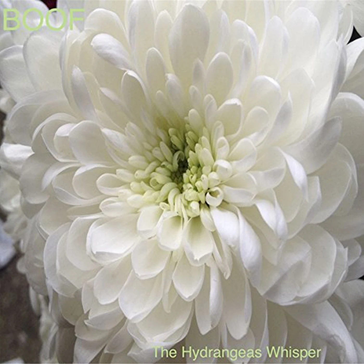 Boof HYDRANGEAS WHISPER Vinyl Record