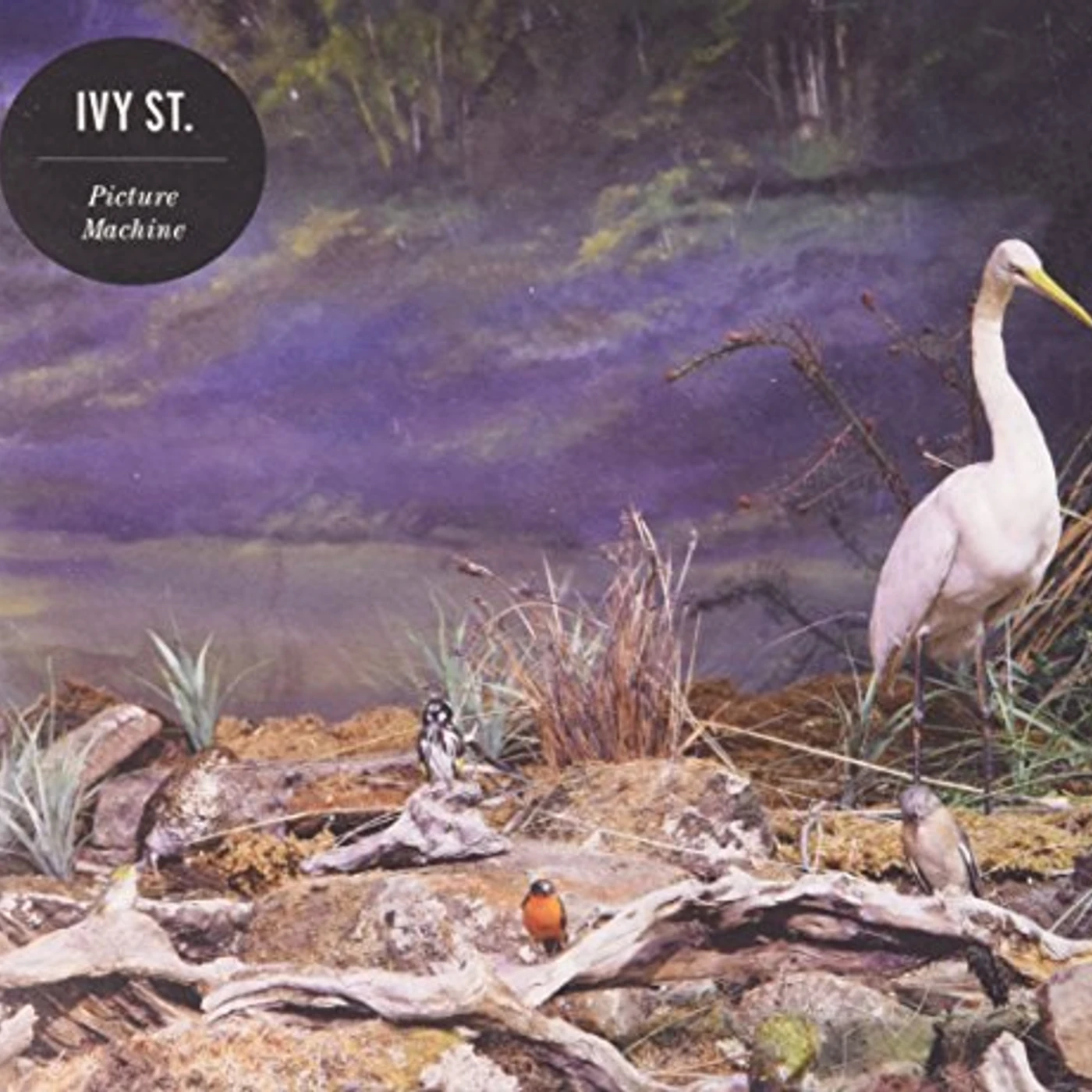 Ivy St PICTURE MACHINE CD