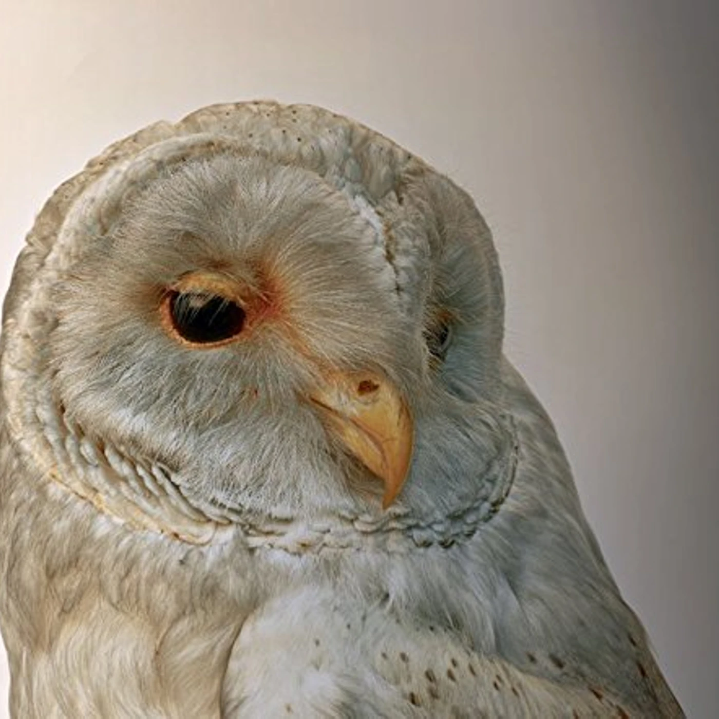 Aidan O'Rourke 365 VOL 1 CD