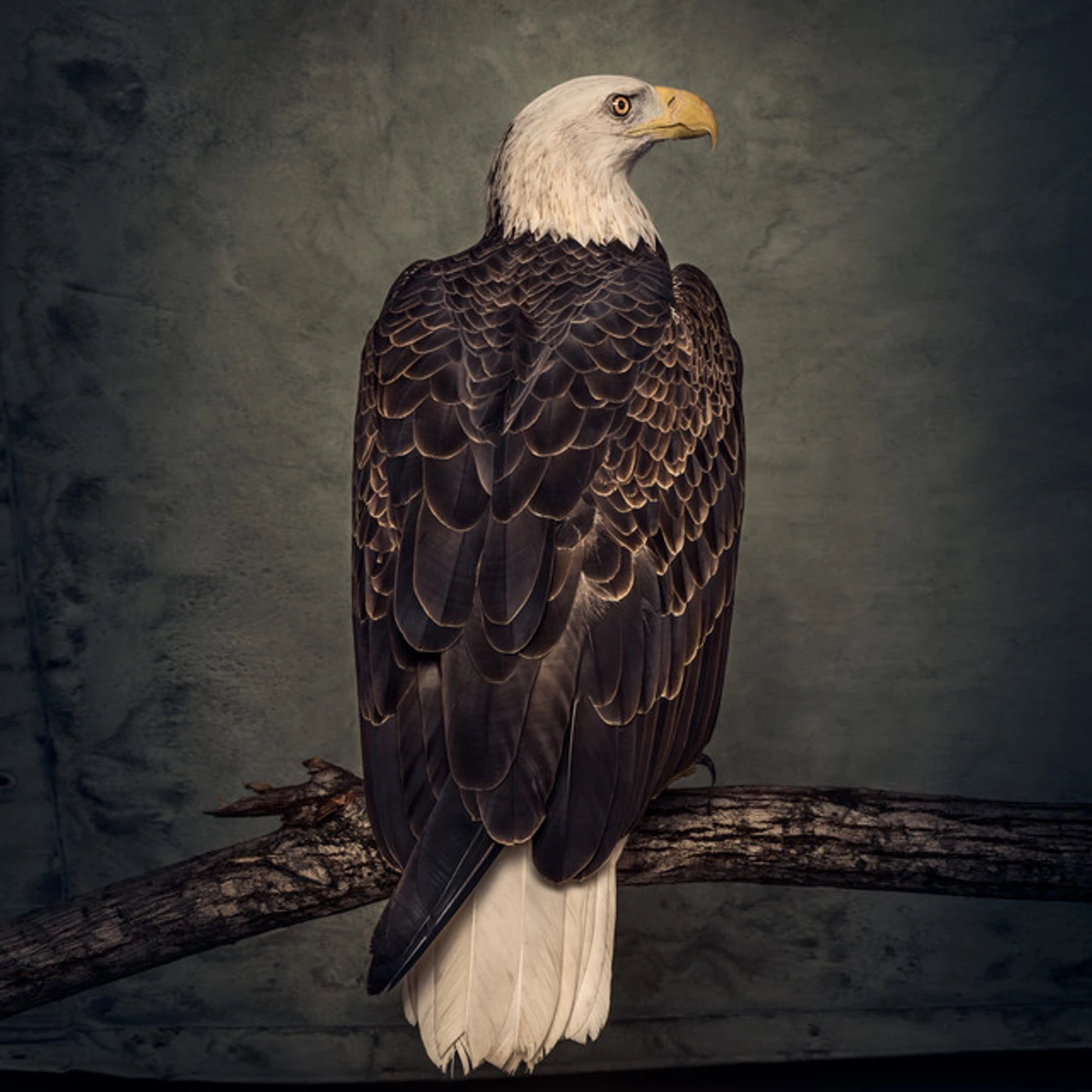 Clutch Book of Bad Decisions Vinyl Record