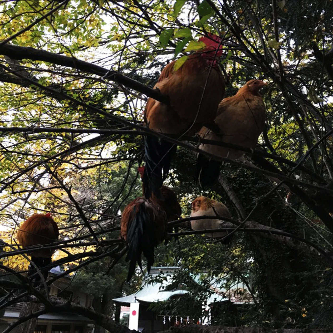 Merzbow Tomarigi Vinyl Record