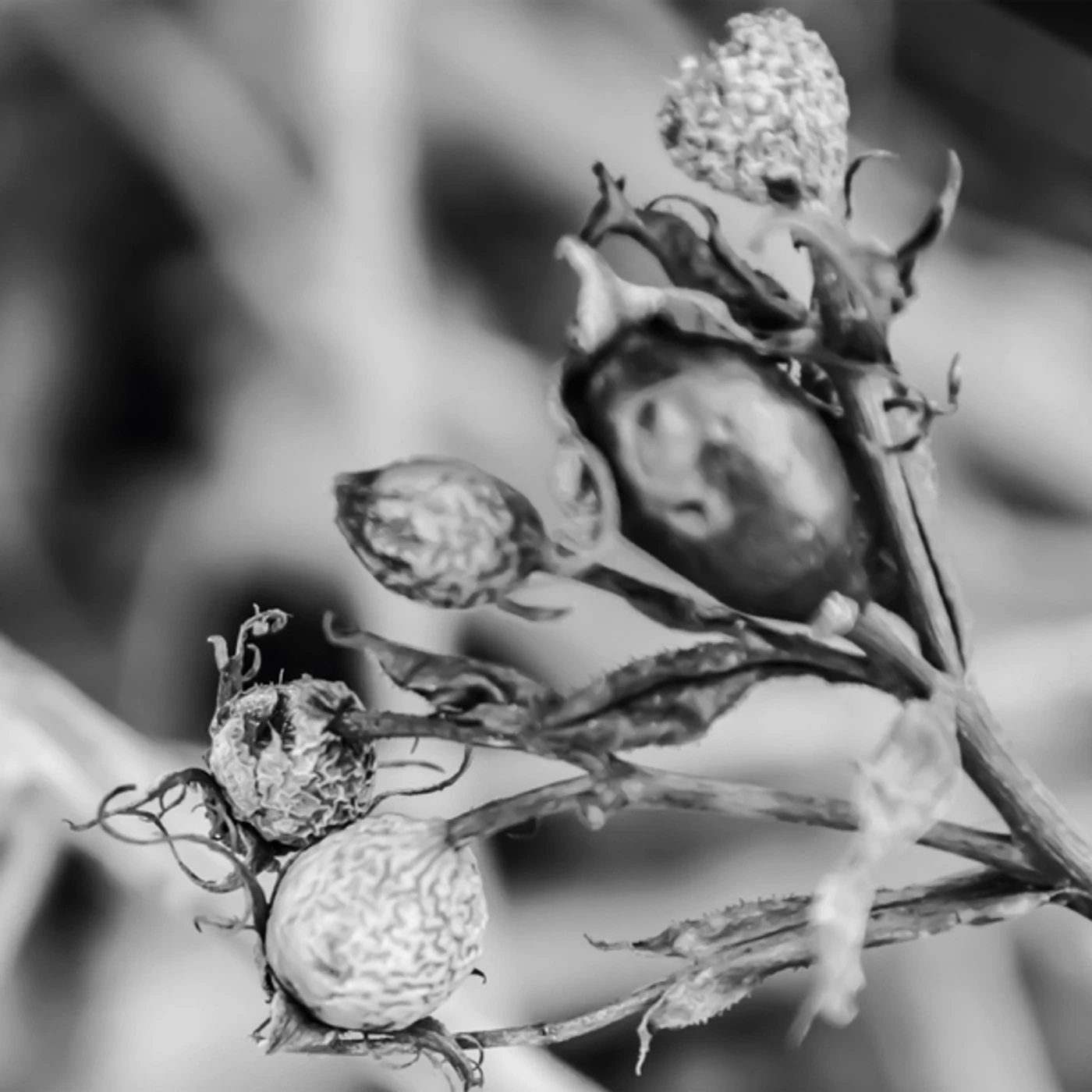 Bona Fide WIEK Vinyl Record