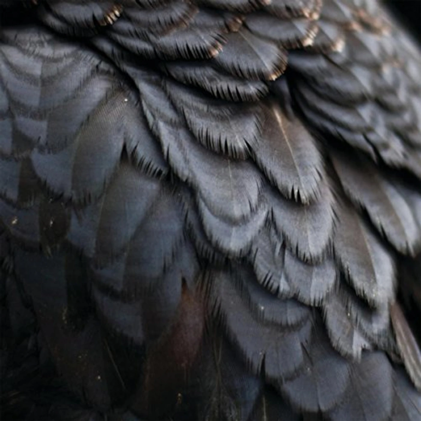 Ex People BIRD CD