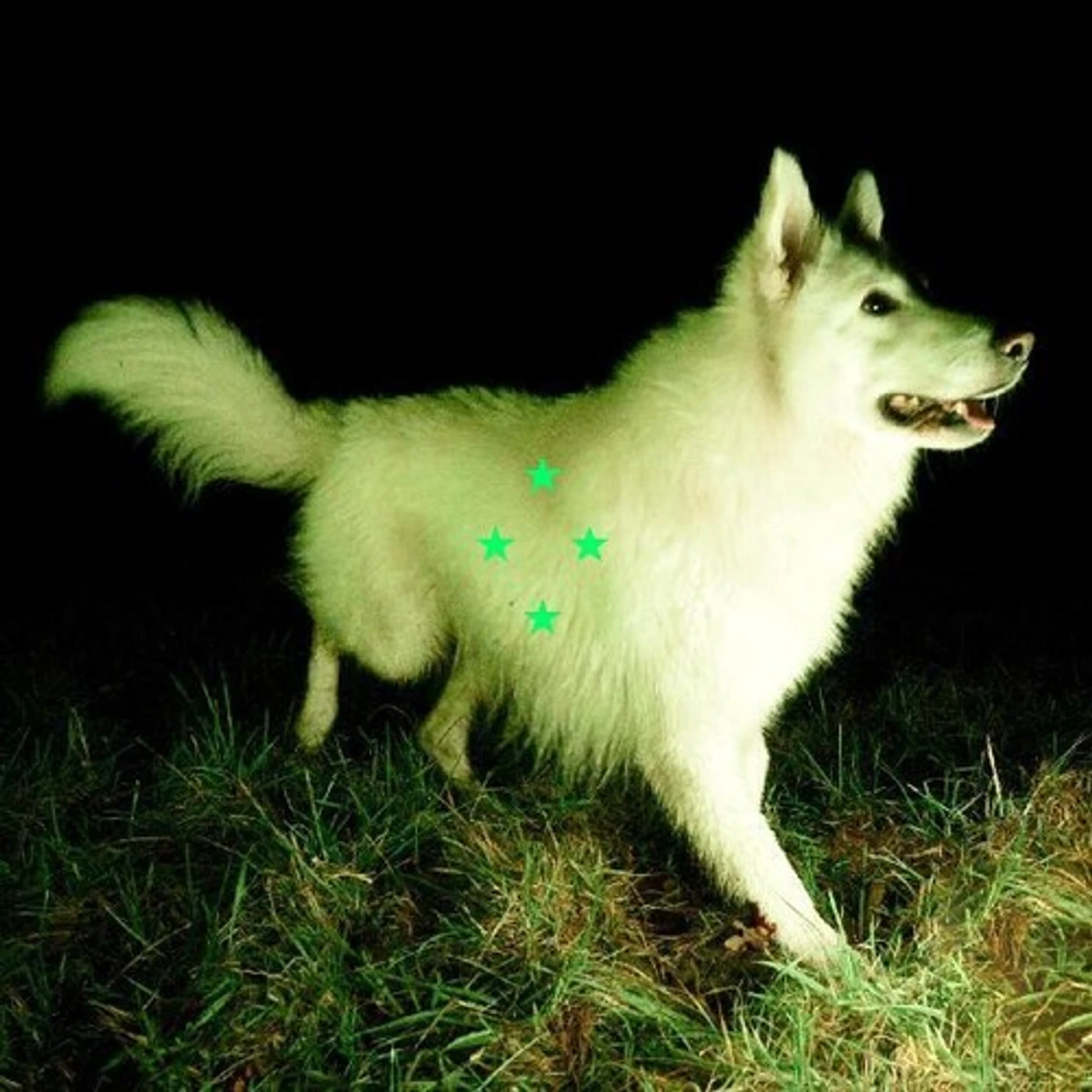 Real Farmer Compare What's There (Fluorescent Green) Vinyl Record