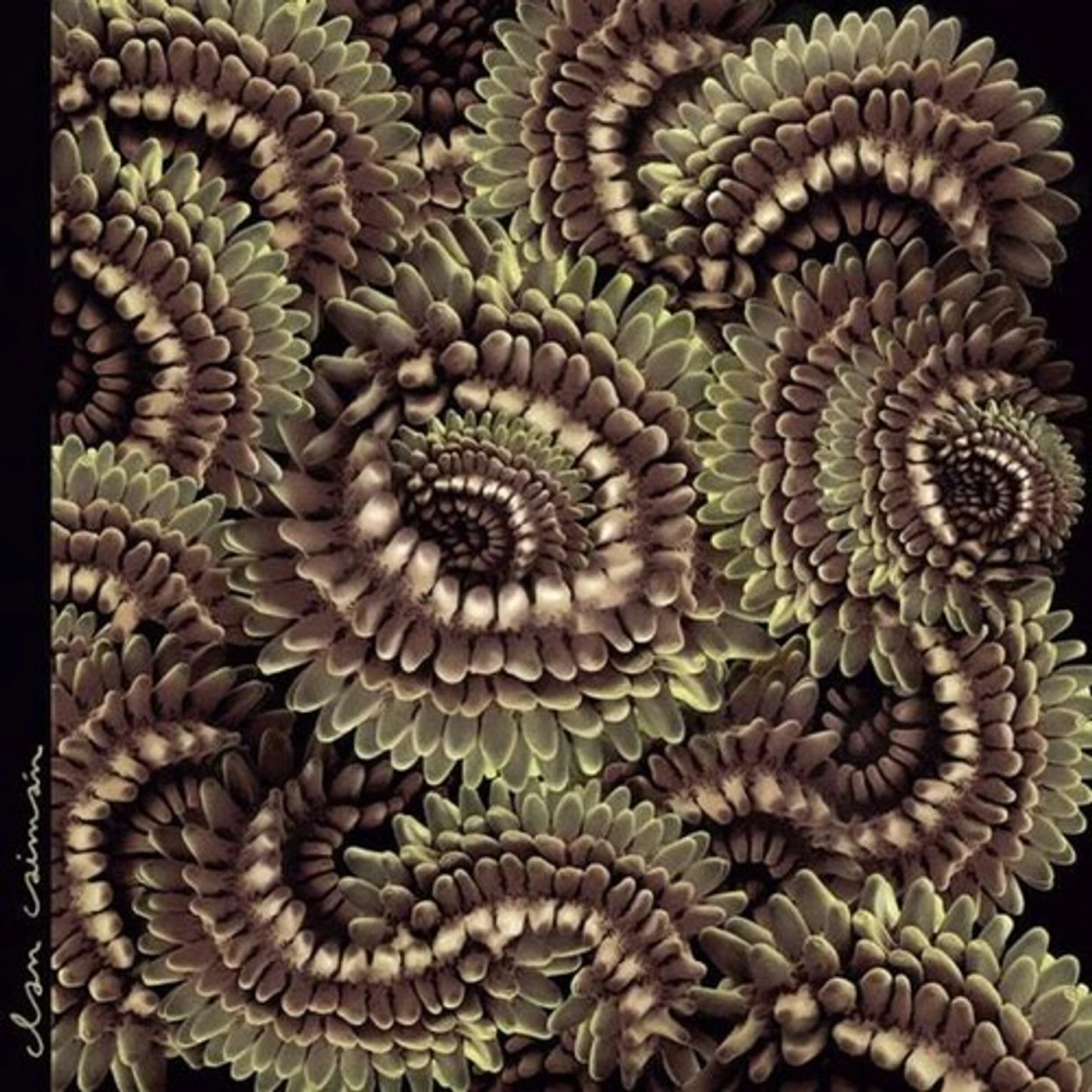 Clan Caiman PICA PAU Vinyl Record