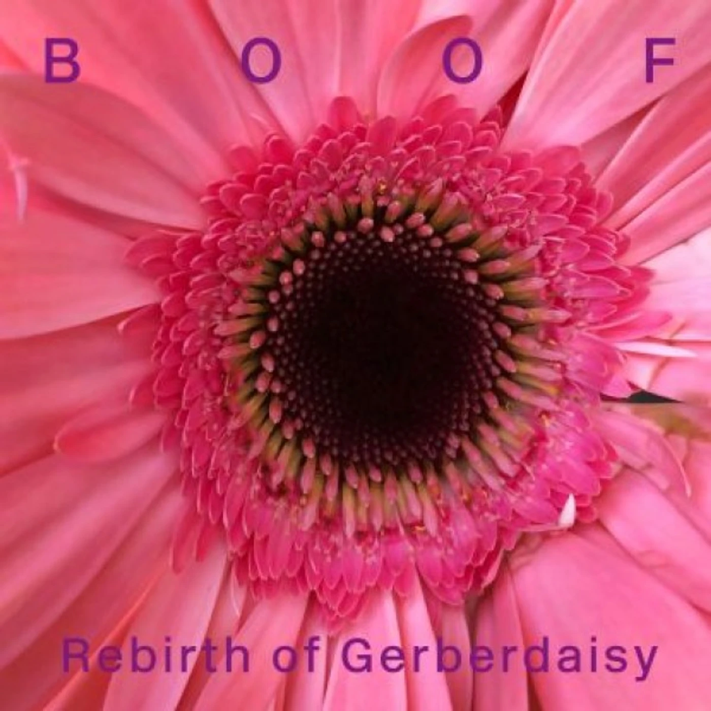 Boof Rebirth of Gerberdaisy Vinyl Record