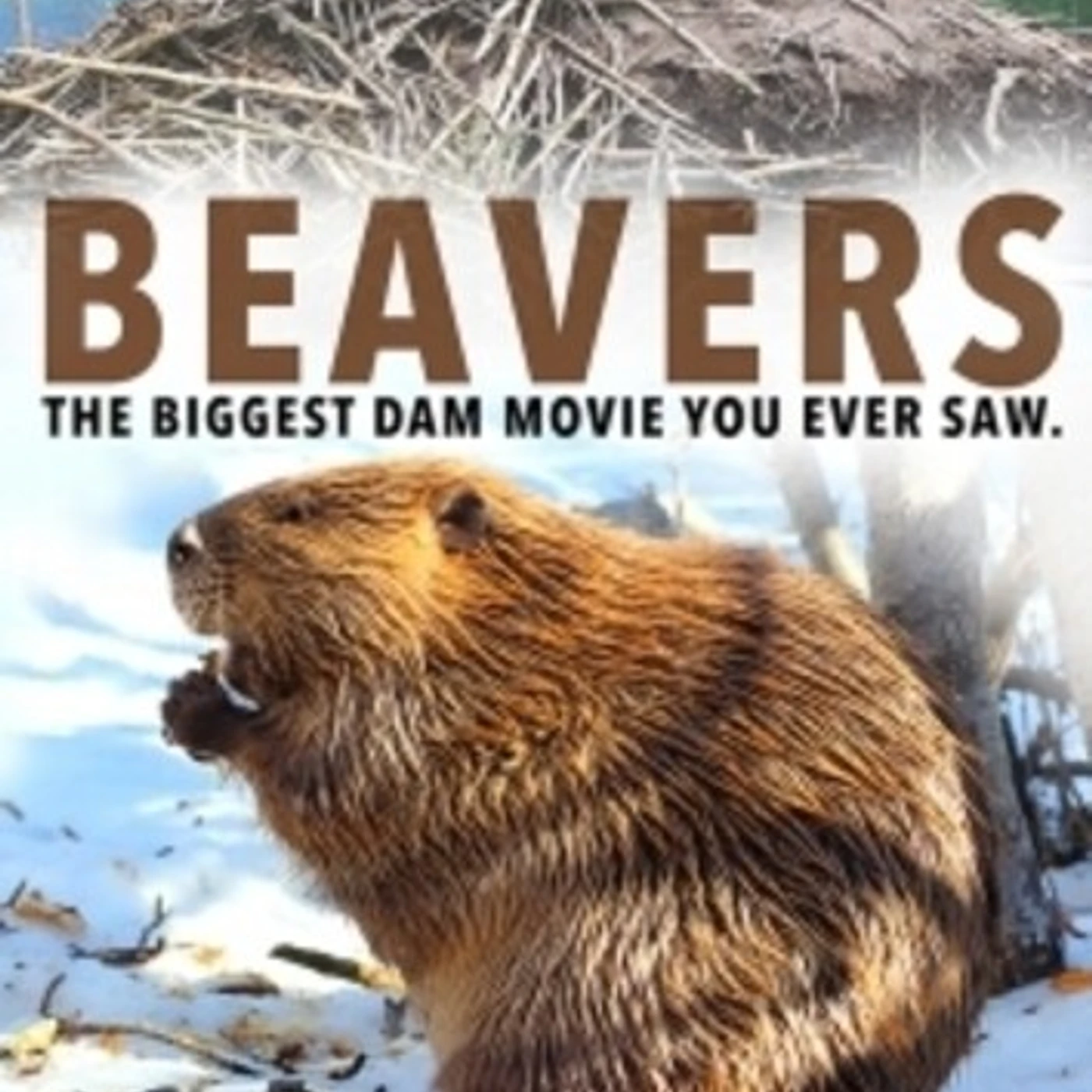 BEAVERS DVD