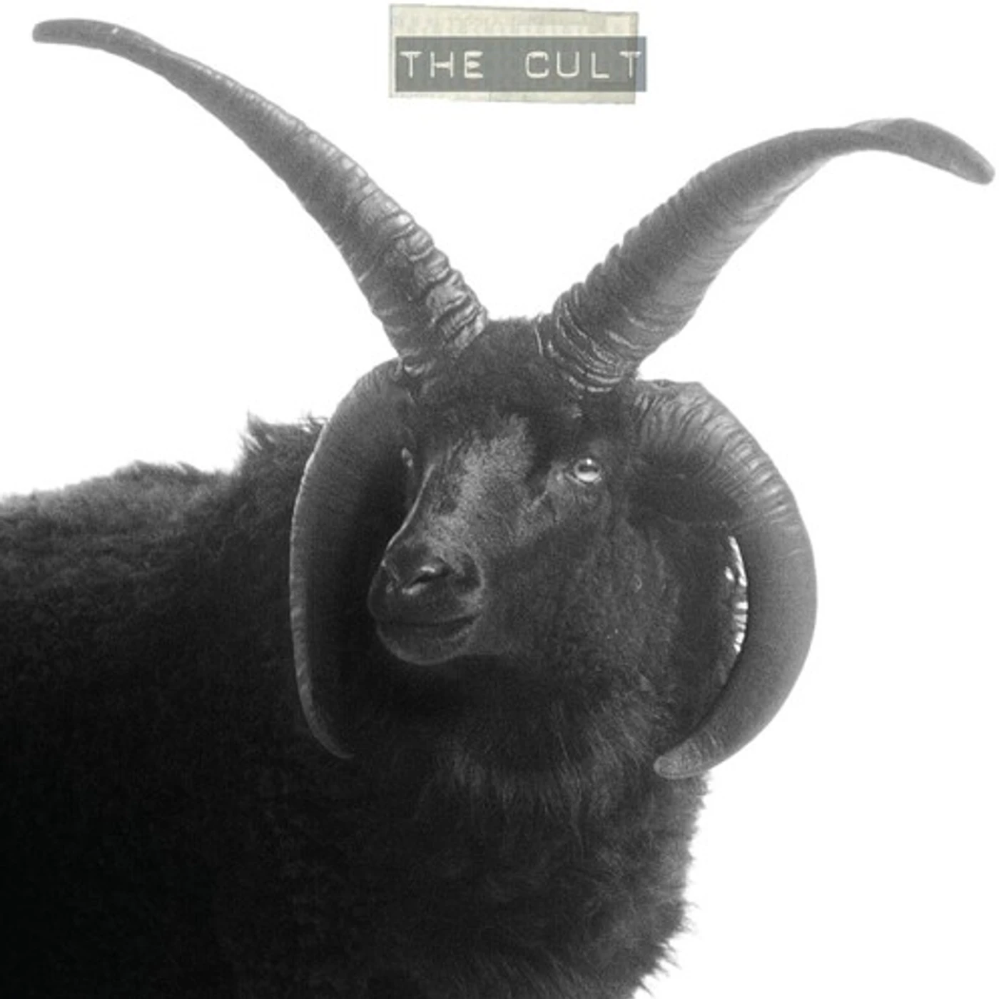 CULT Vinyl Record