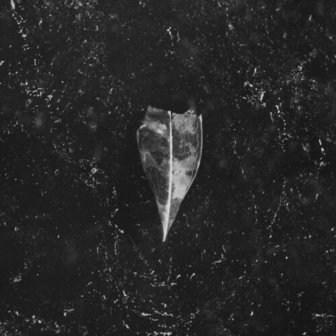 Bees Made Honey in the Vein Tree AION CD