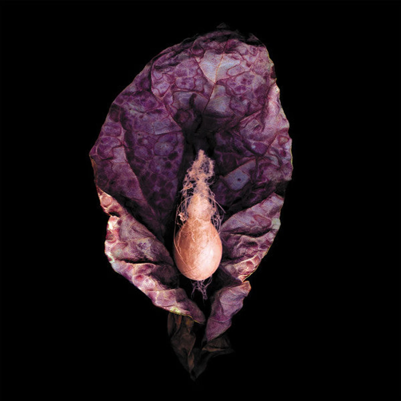 Darsombra – Ecdysis CD