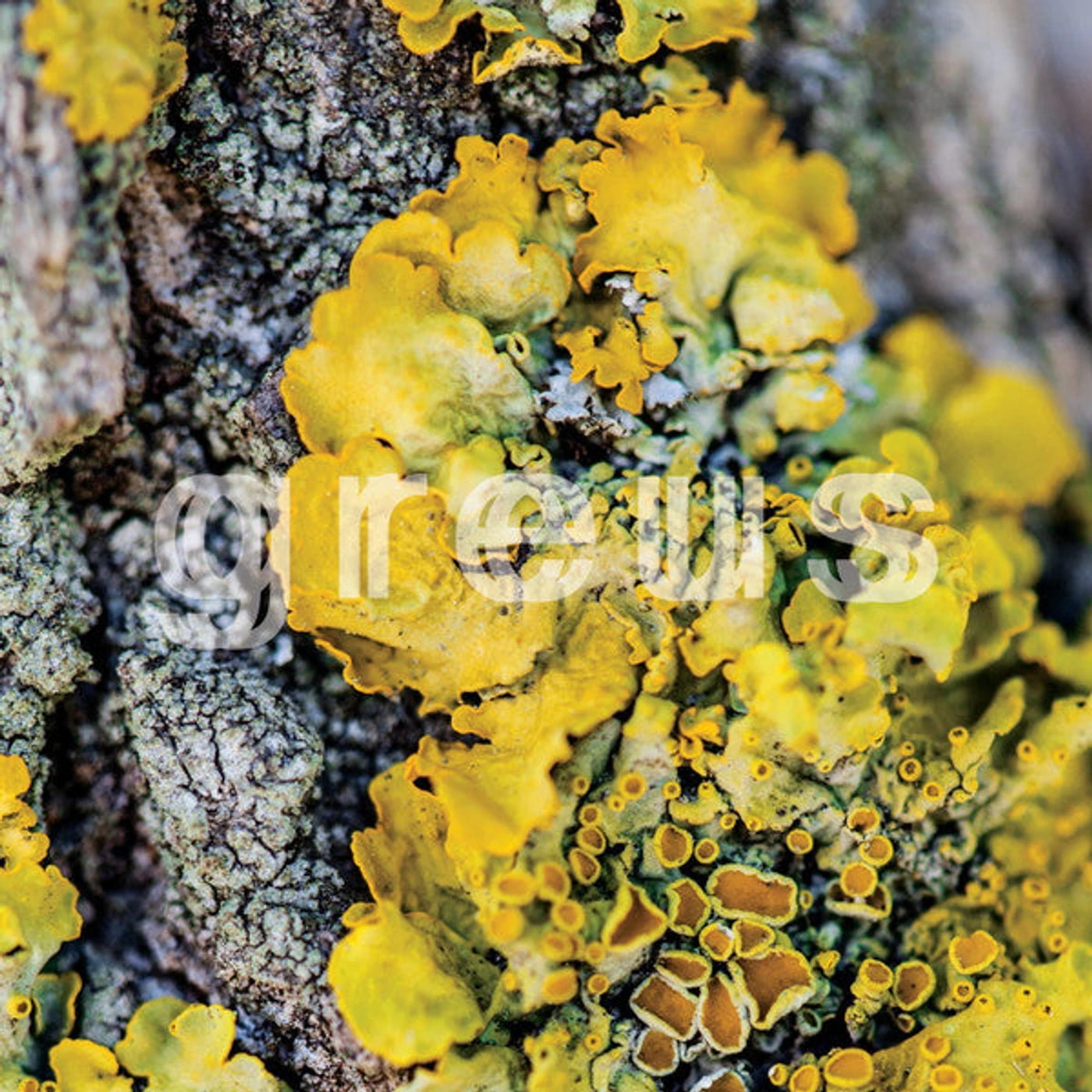  Greus s/t lp (Vinyl)