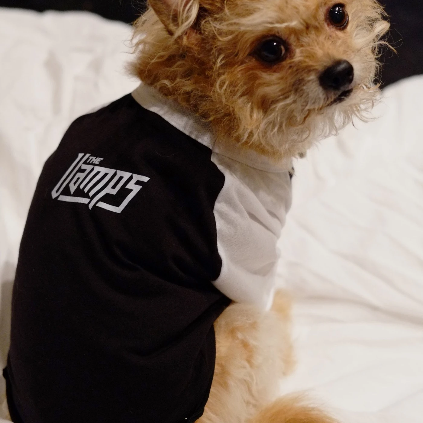 The Vamps Dog Raglan