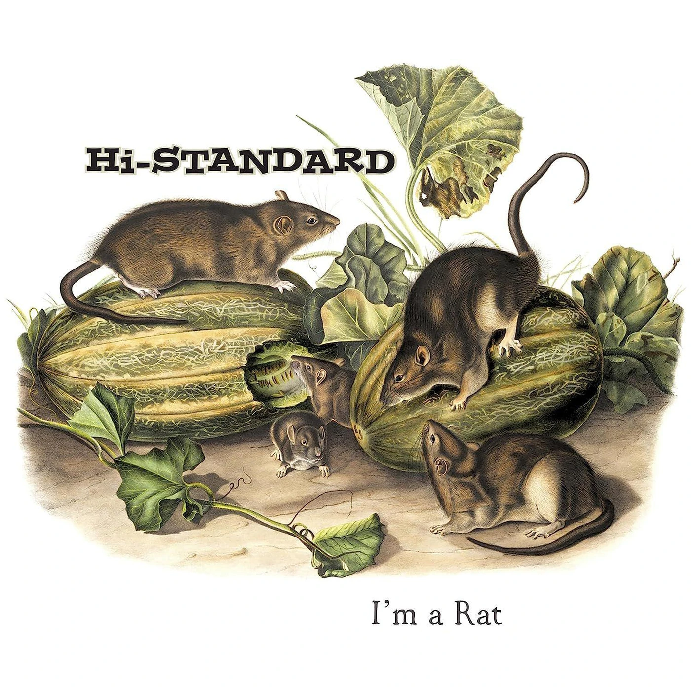 Hi-STANDARD I'm A Rat Vinyl Record