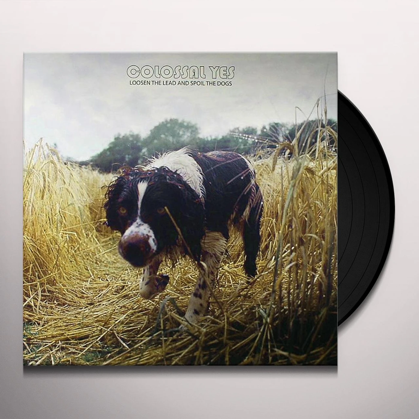 Colossal Yes Loosen the Lead and Spoil the Dogs Vinyl Record