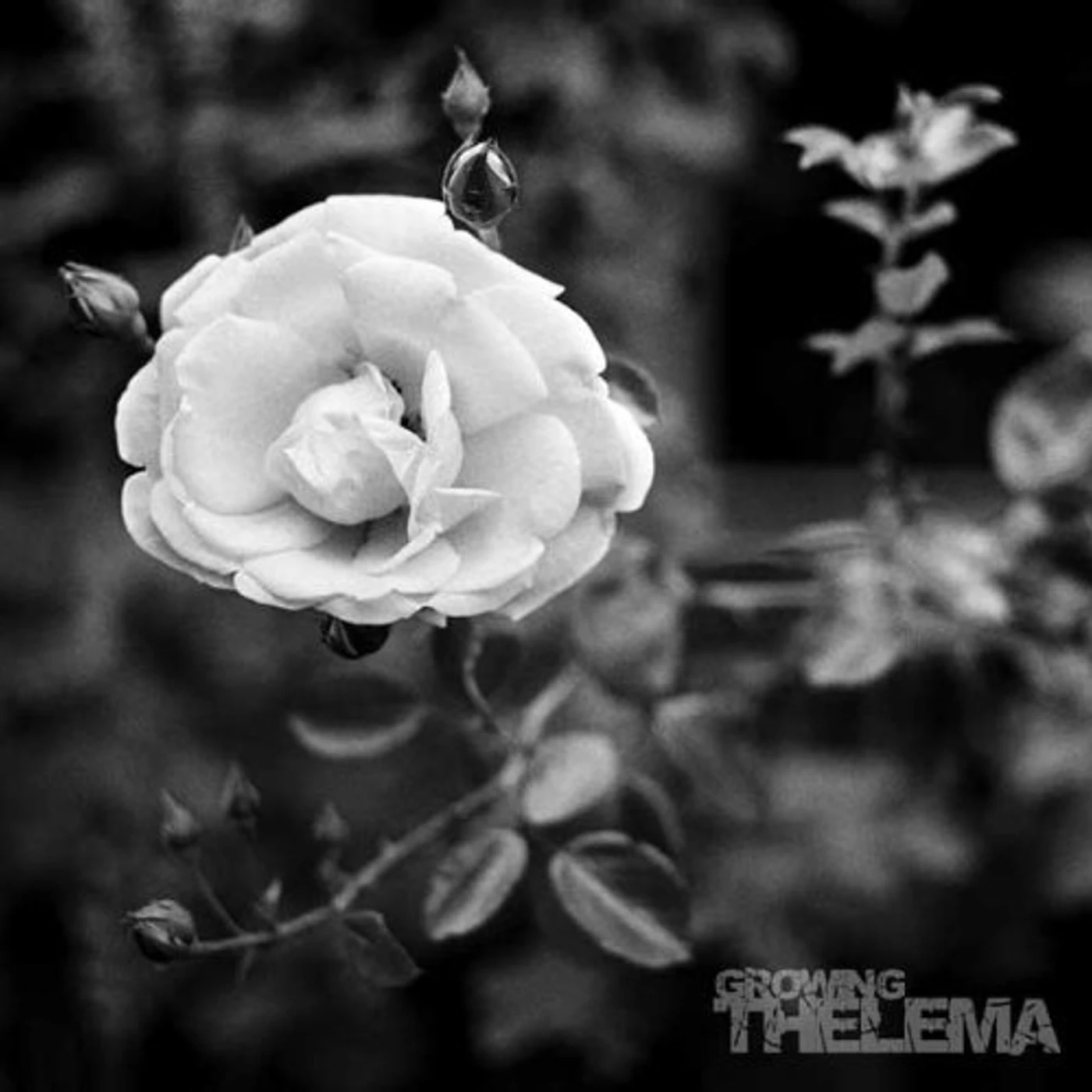 Thelema GROWING (UK) (Vinyl)