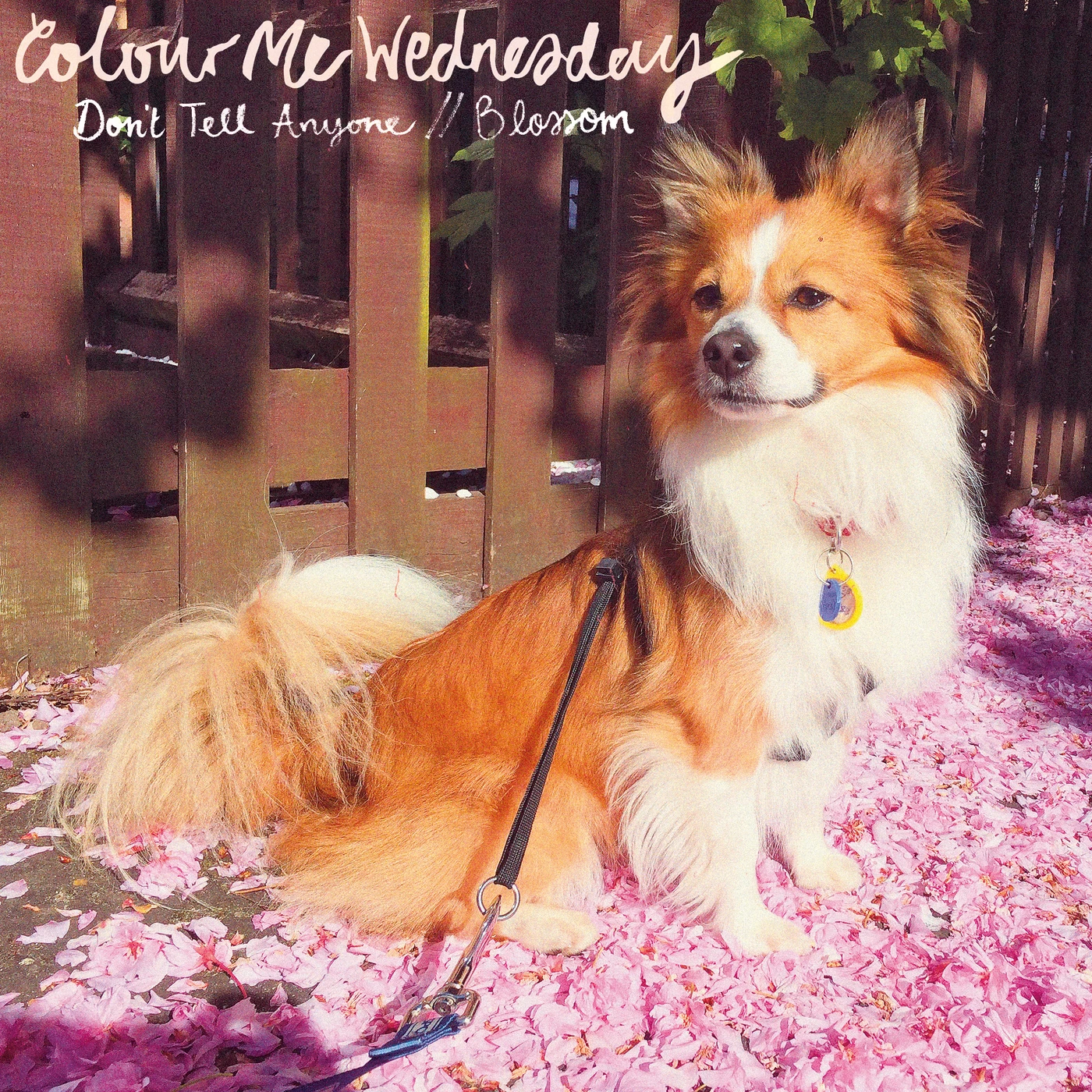 Colour Me Wednesday DON'T TELL ANYONE / BLOSSOM Vinyl Record