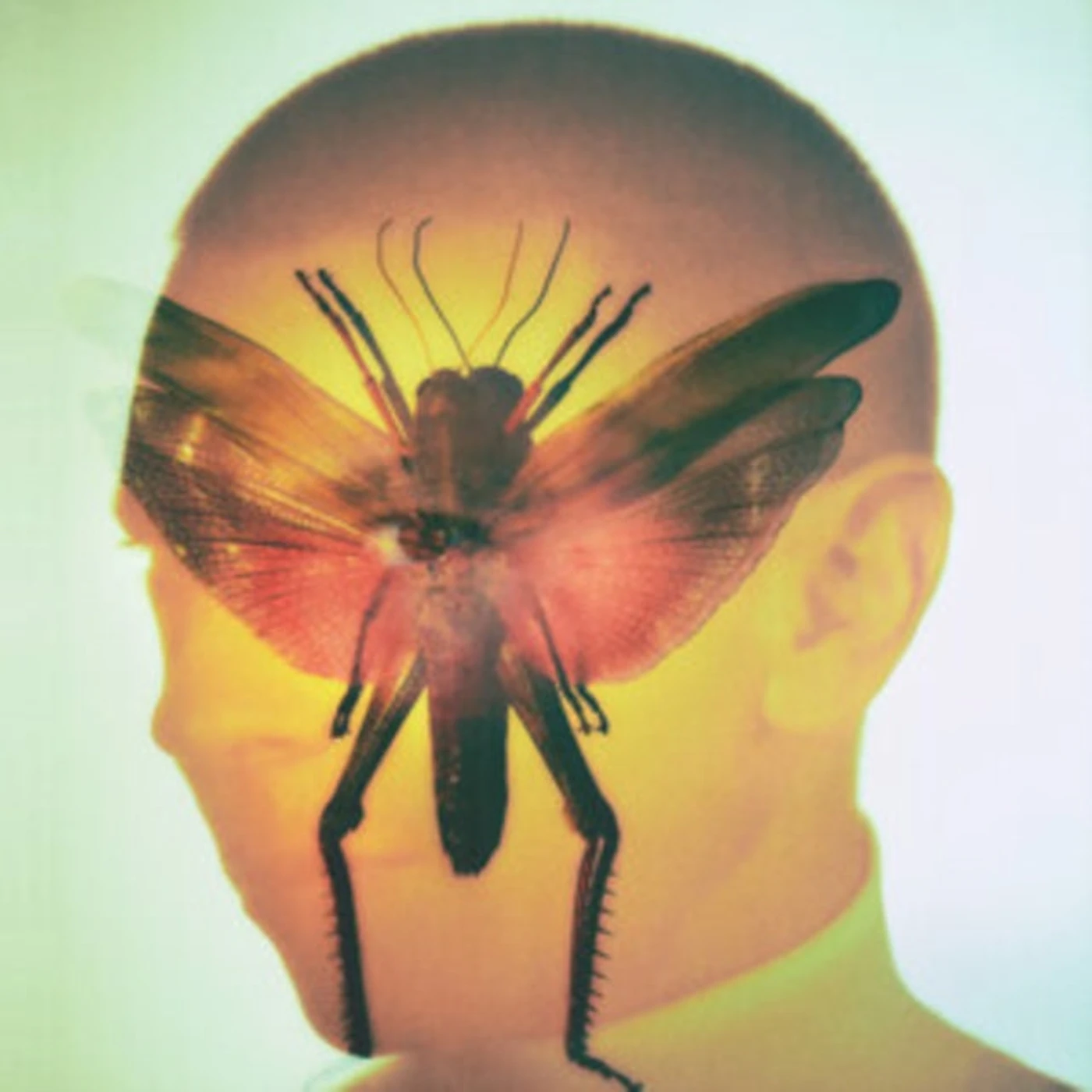 Maelstrom LP Vinyl Record - Rhizome