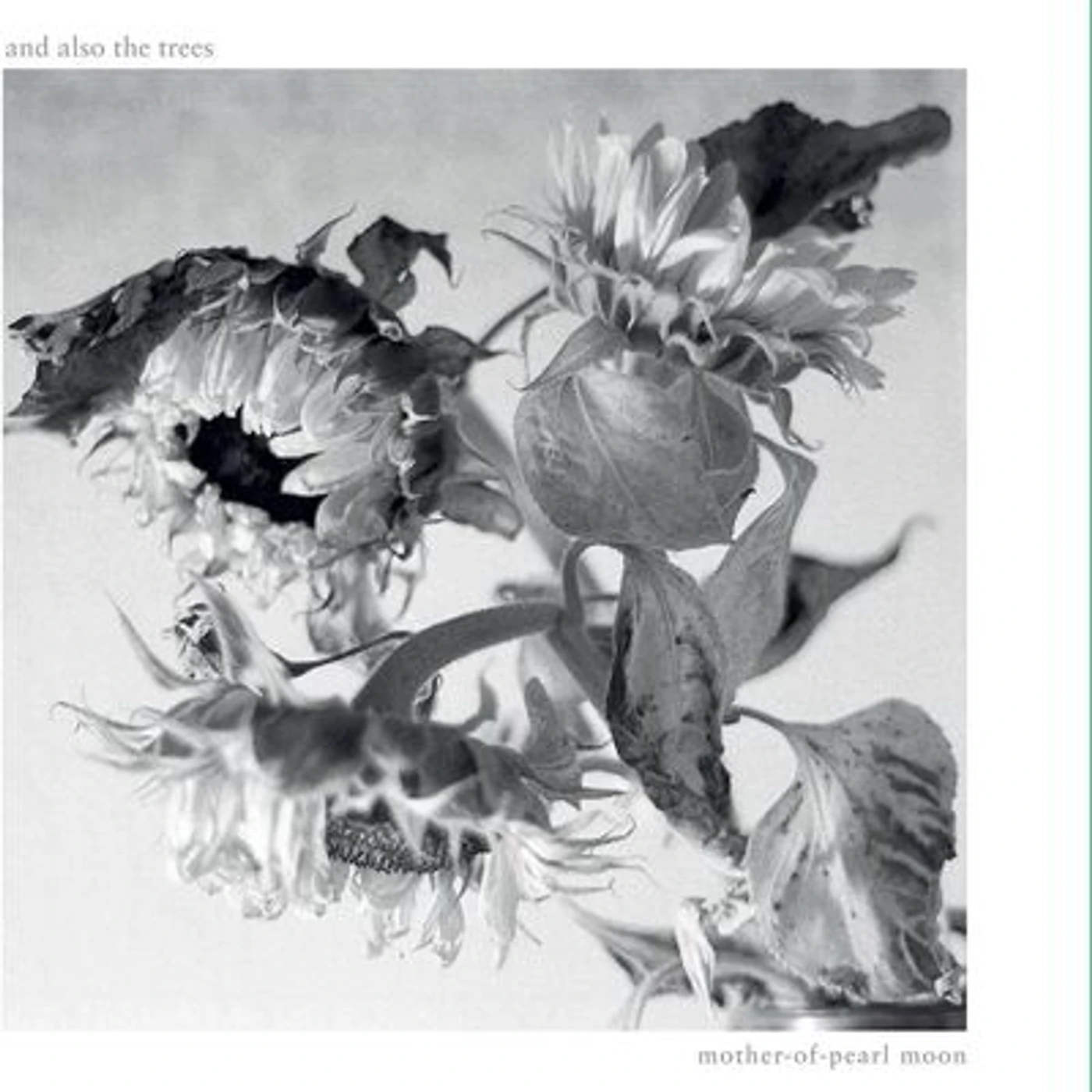 And Also the Trees LP - Mother-of-Pearl Moon (Vinyl)