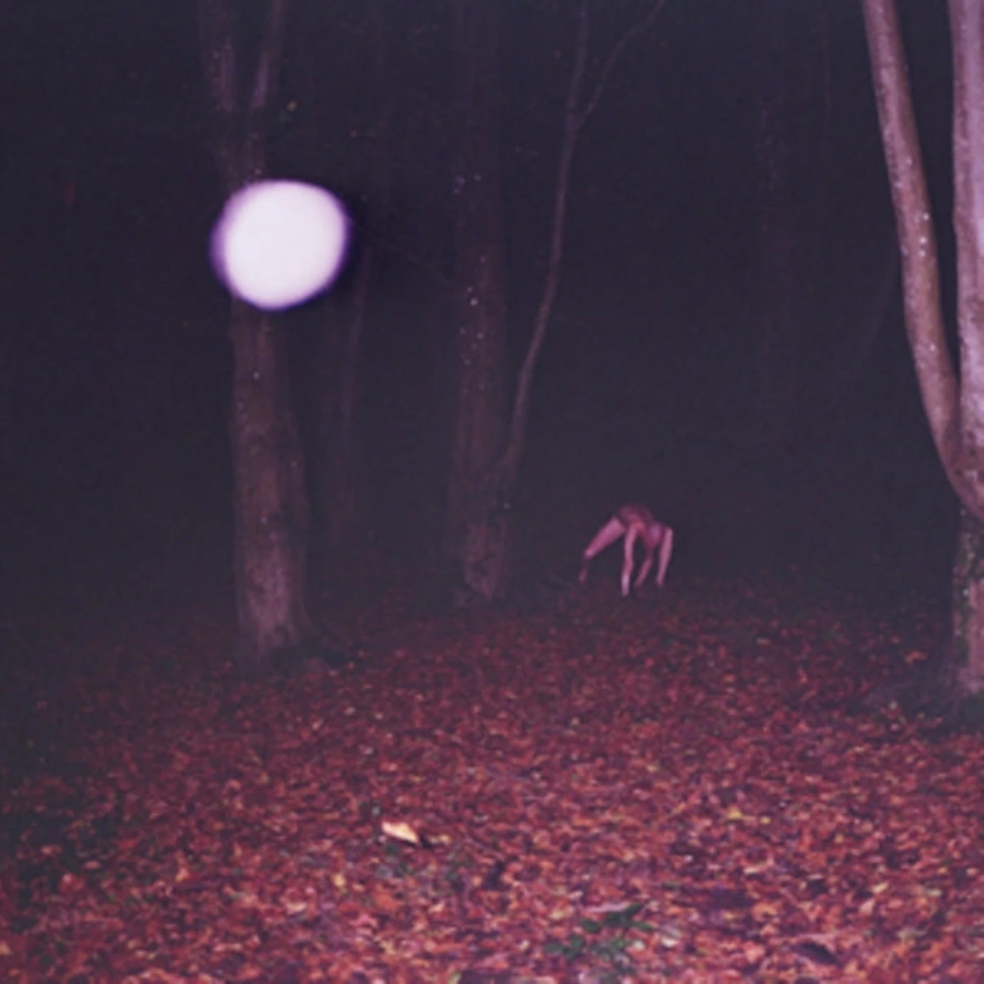 Buzzard Buzzard Buzzard CD - Skinwalker