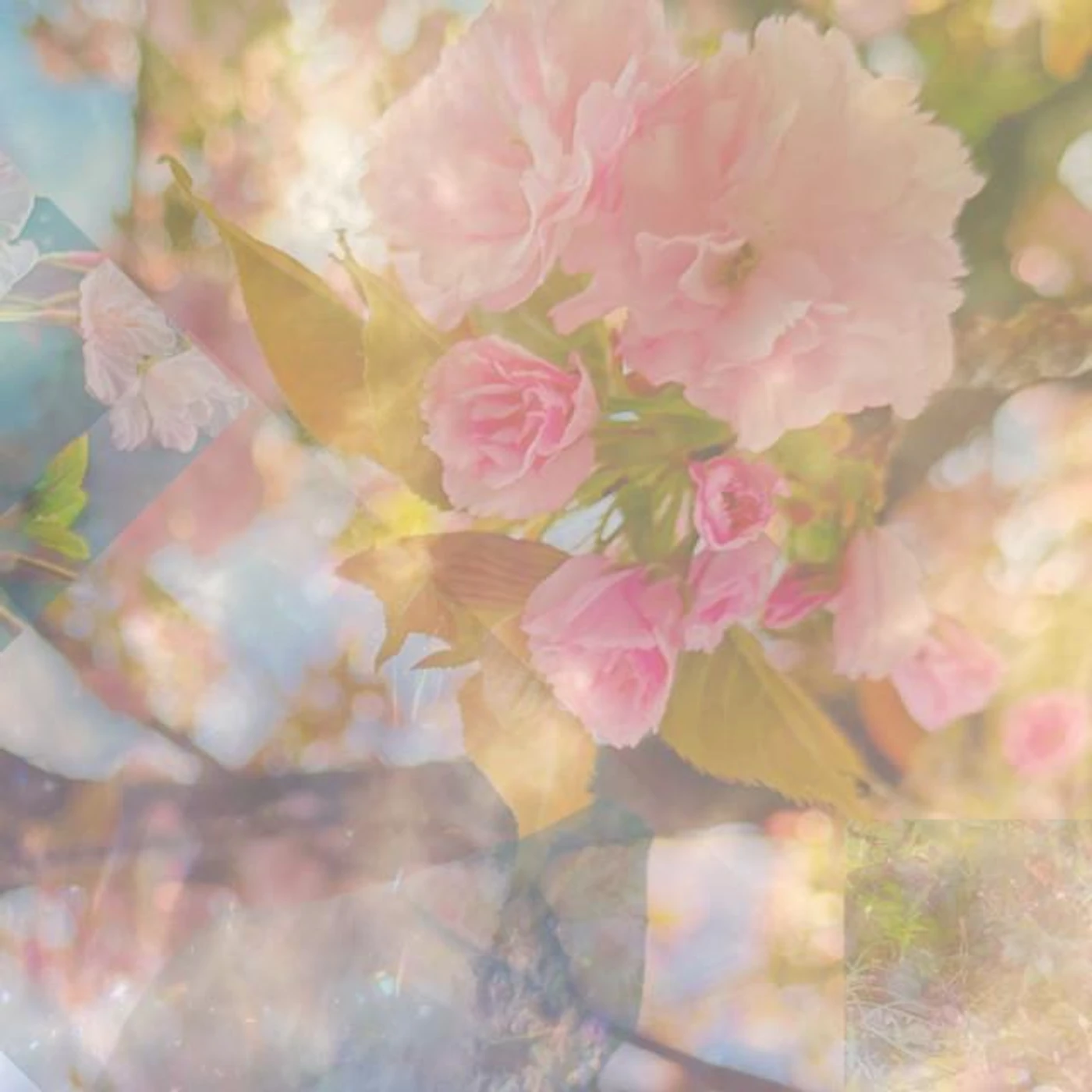 舞桜 Brand Page