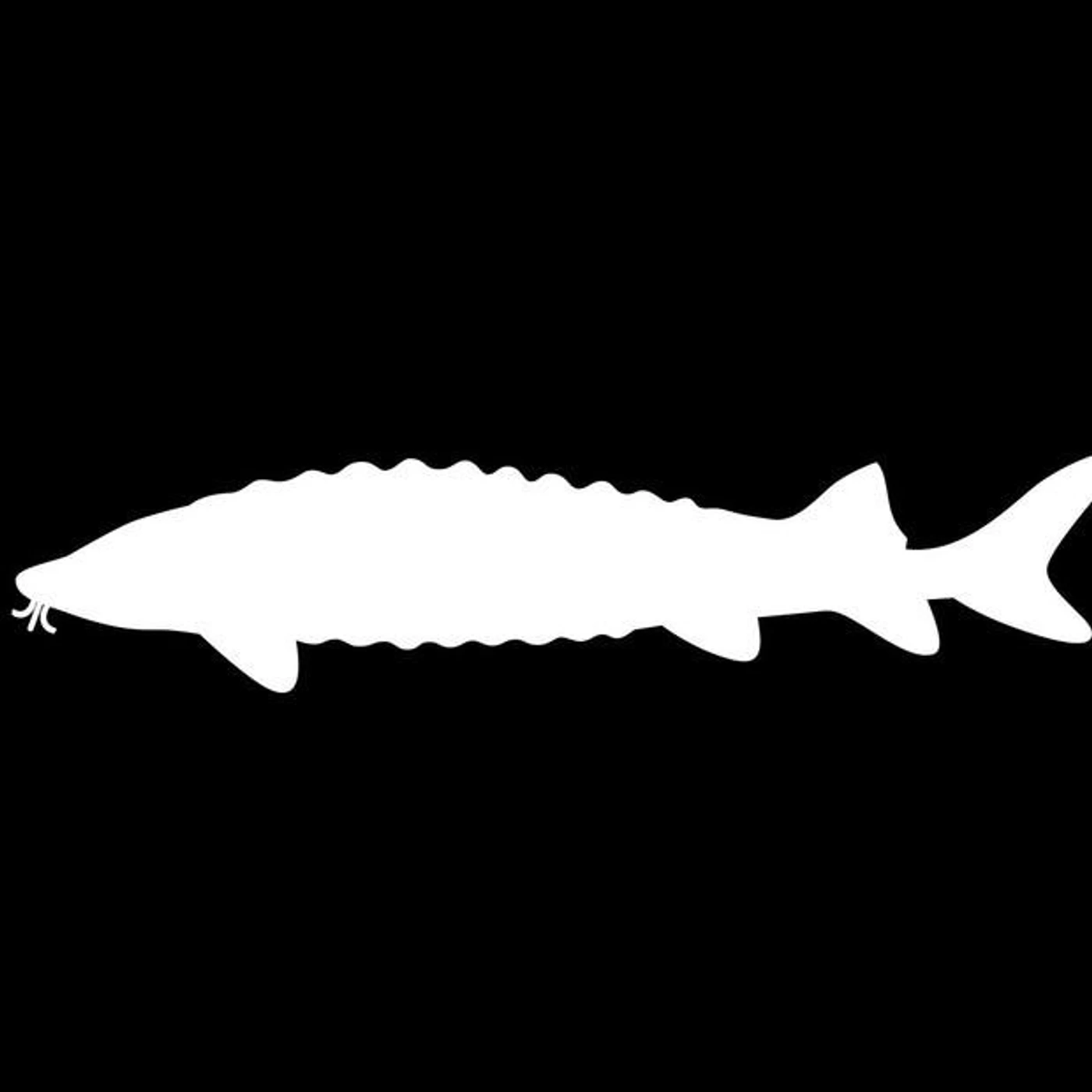 The Sturgeons Brand Page