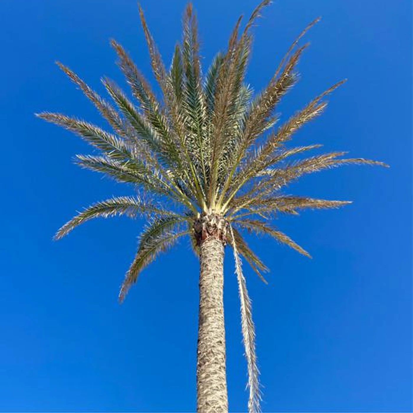 Willie Graff Brand Page