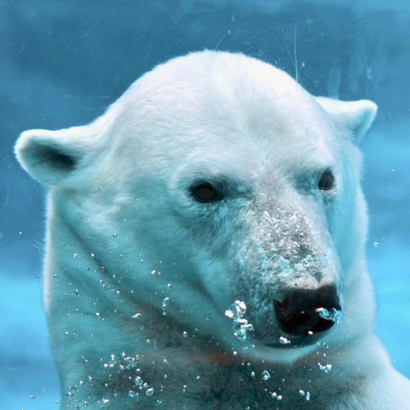 An Inconvenient Polar Bear Brand Page