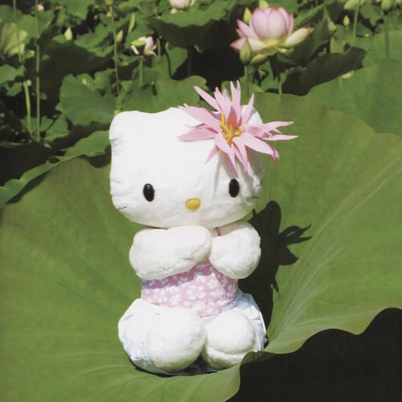 Aprxel