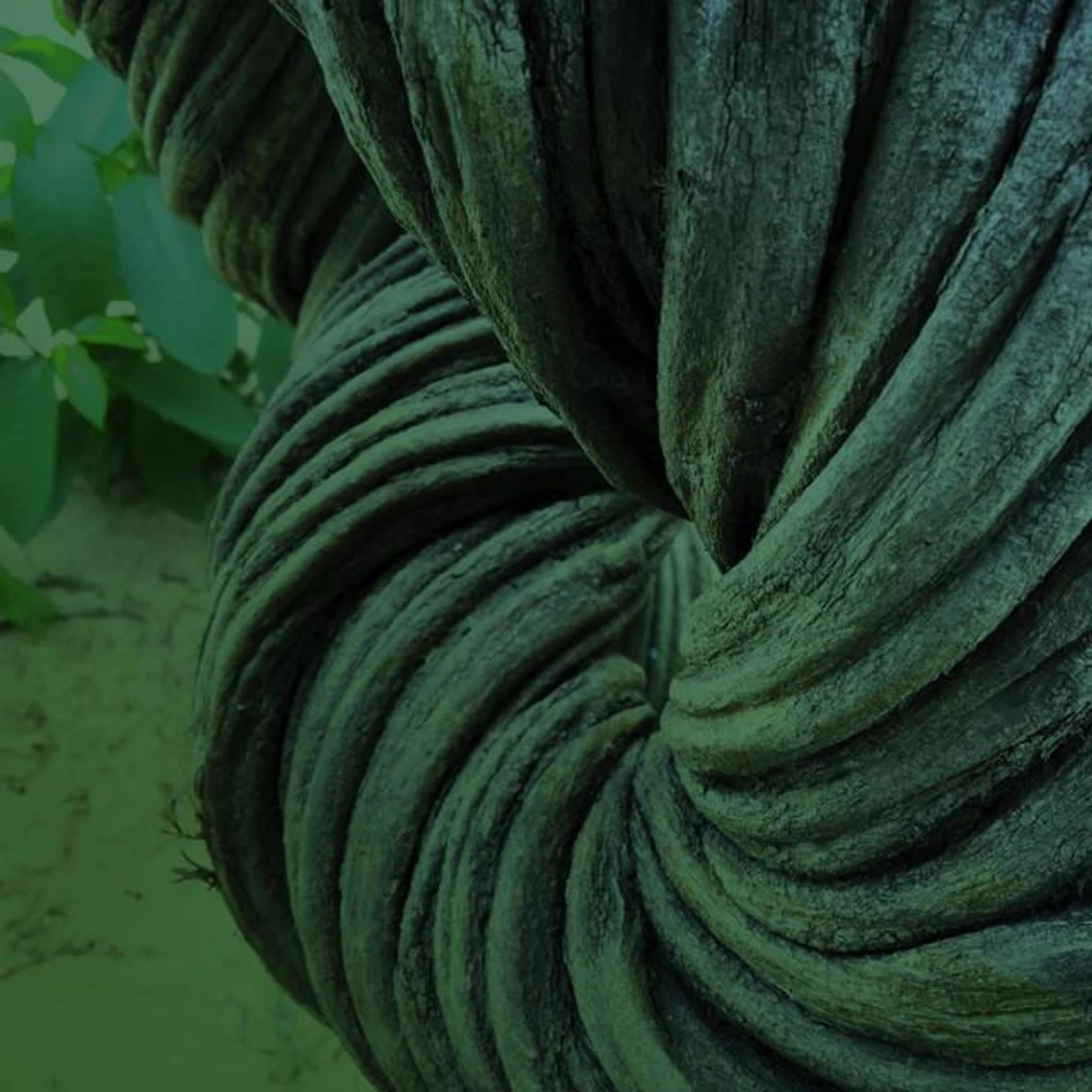 Ayahuasca Icaros Brand Page