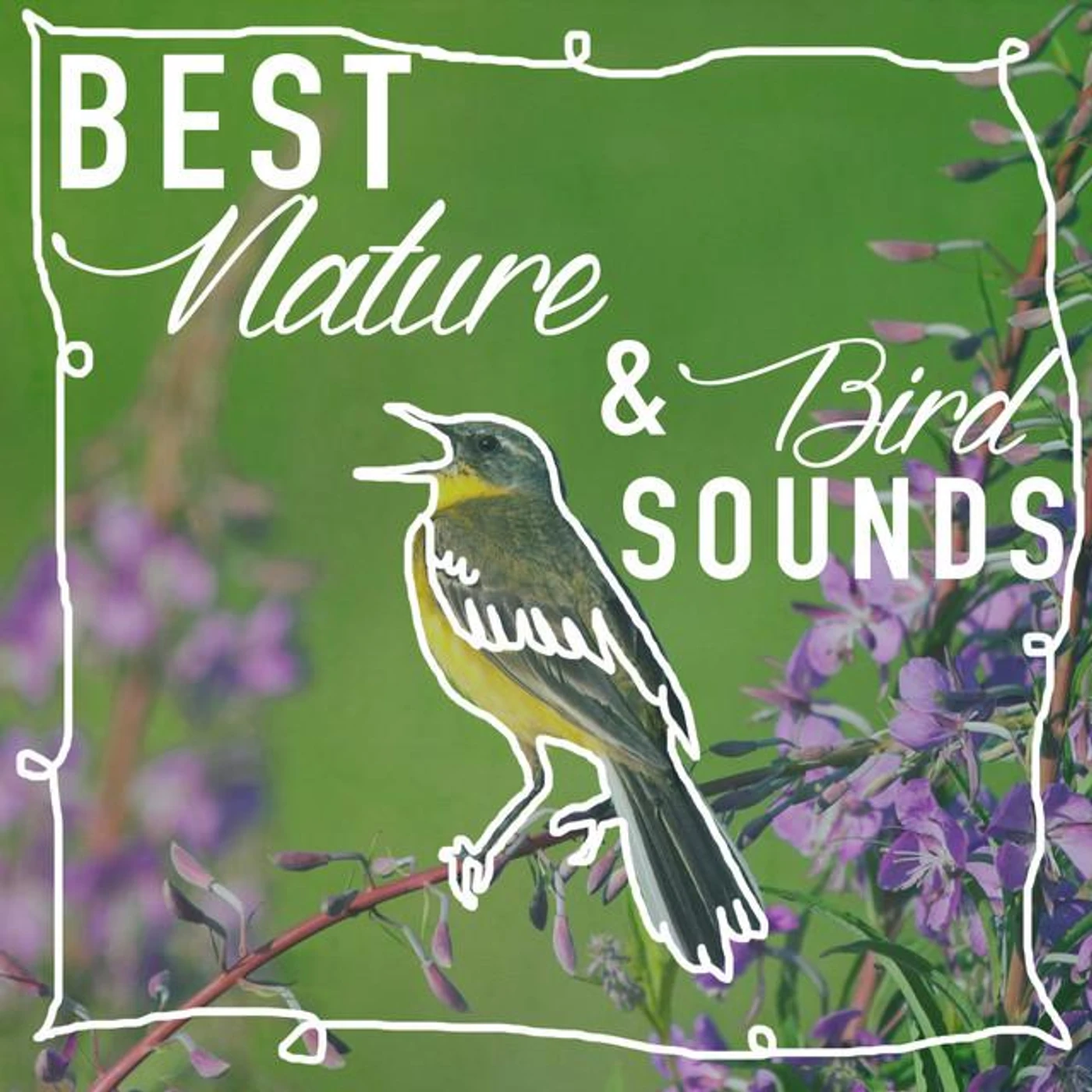 Best Nature Sounds for Relaxing