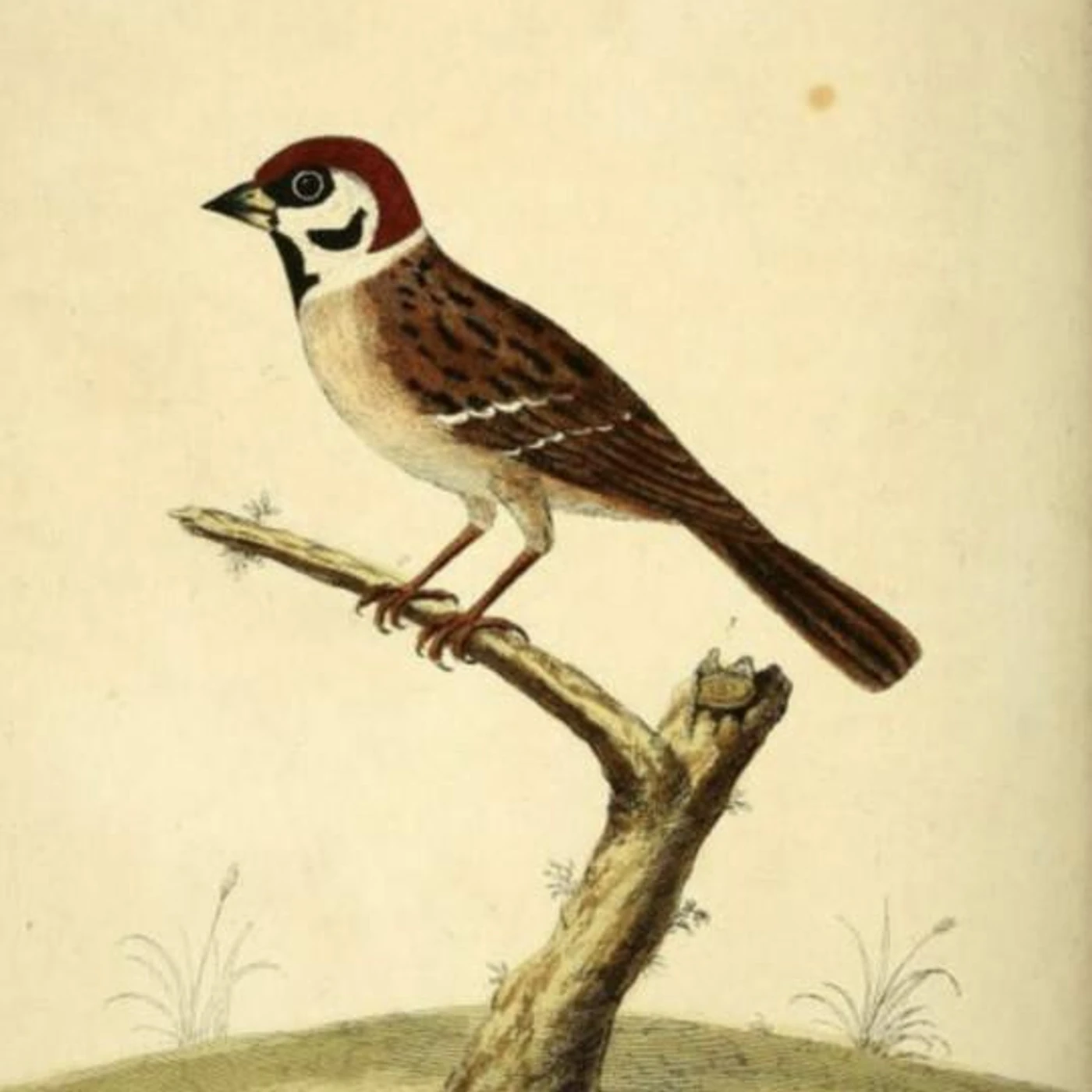Birds Of The West Brand Page