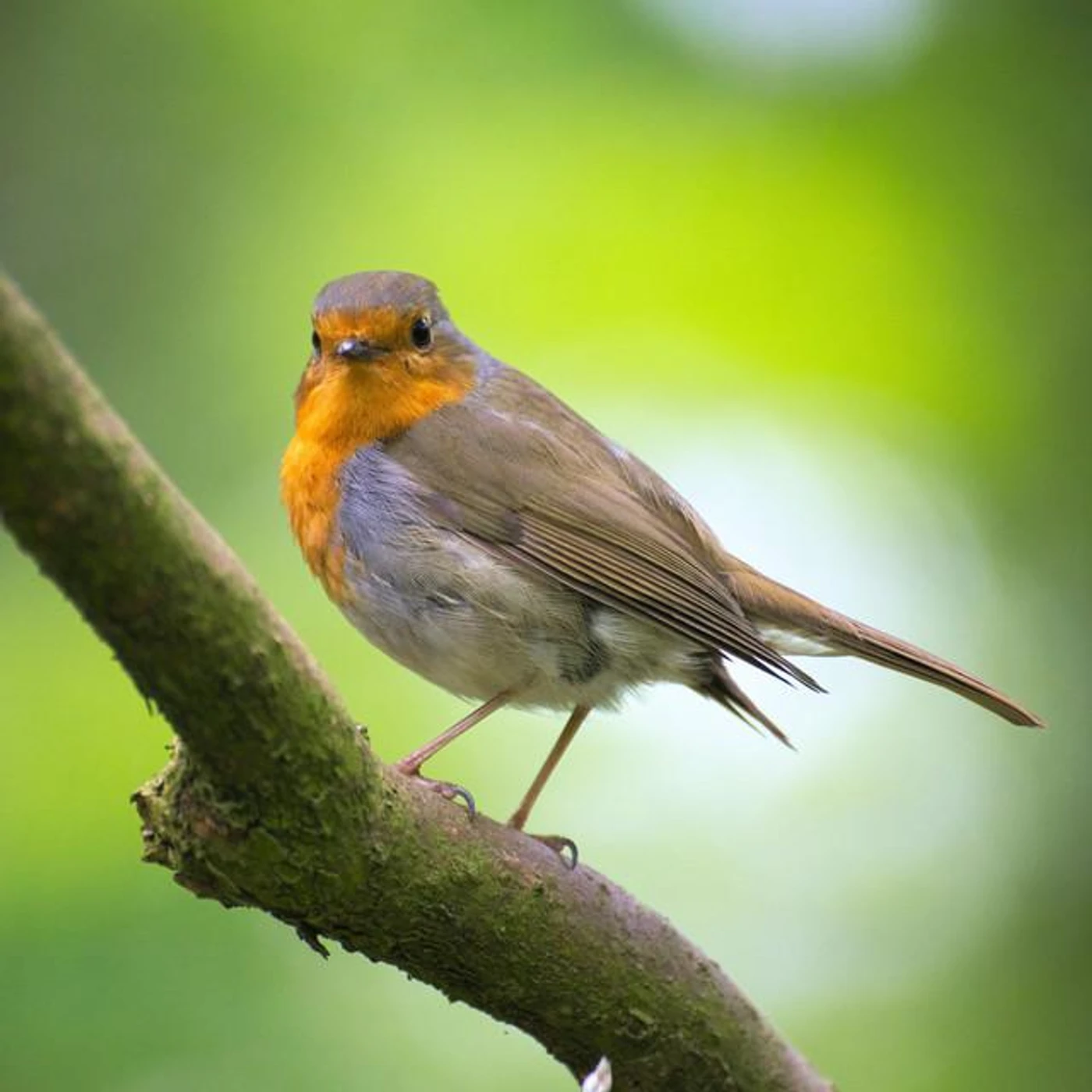 Birds of Sweden Brand Page